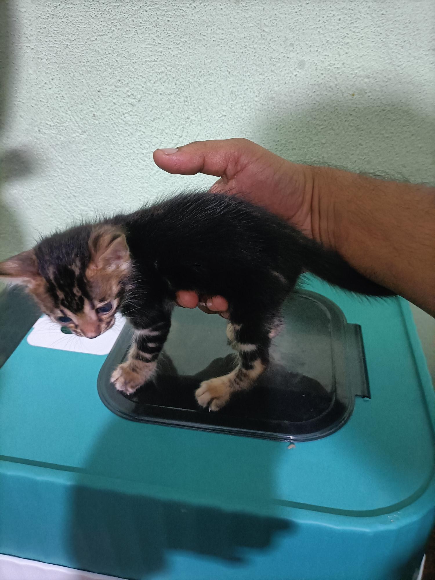 Marble Bengal Kitten 