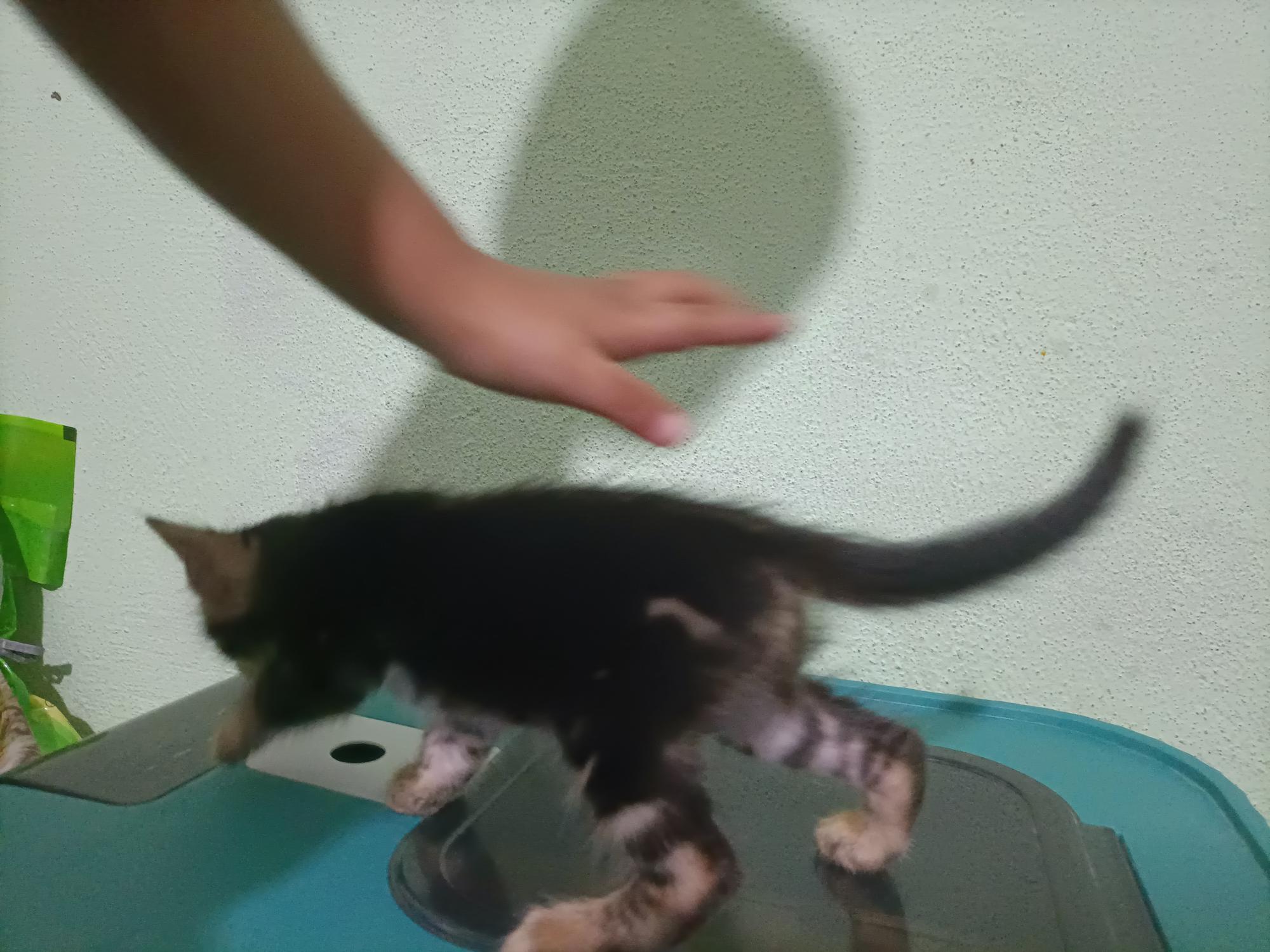 Marble Bengal Kitten 