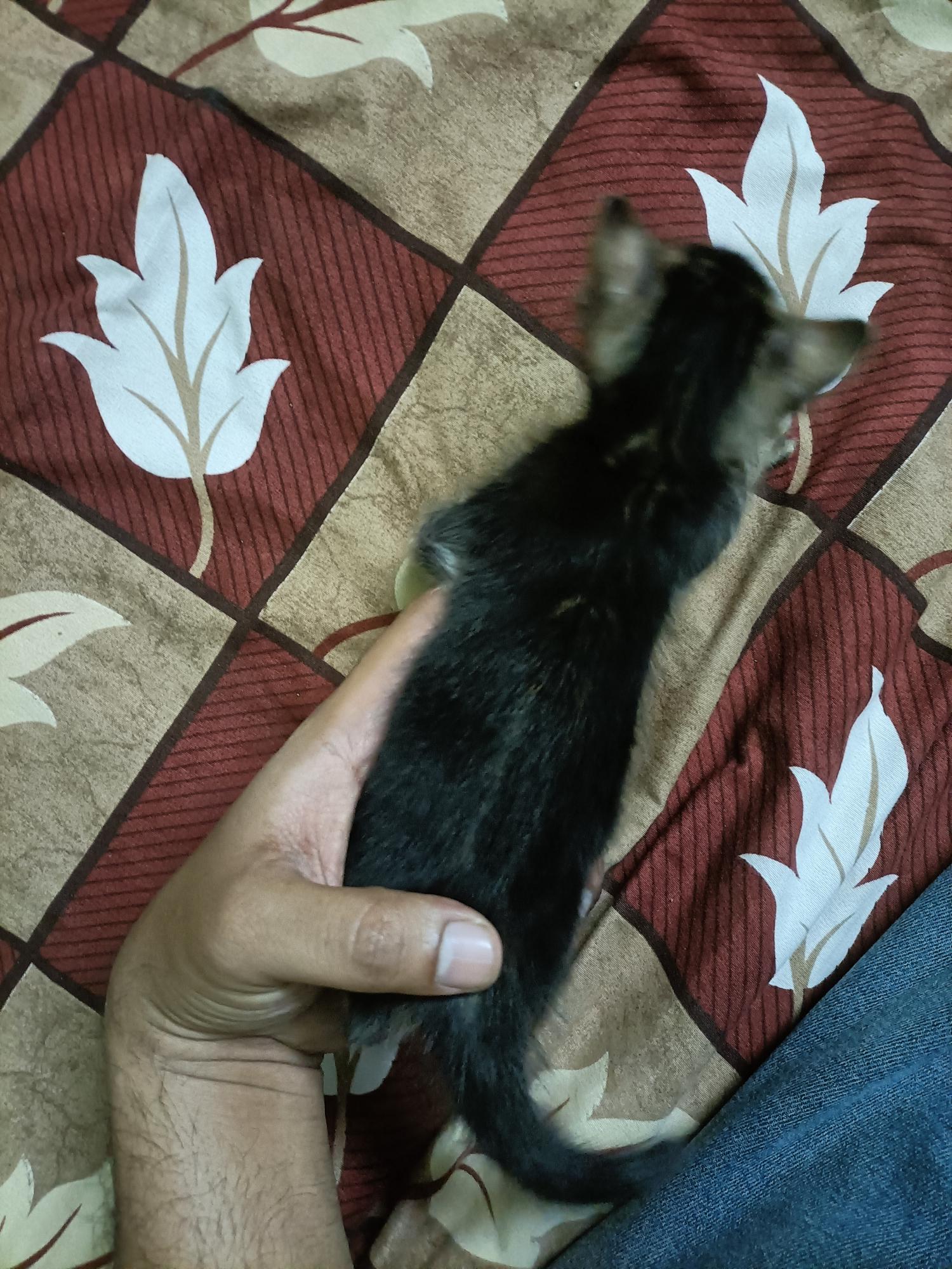 Marble Bengal Kitten 