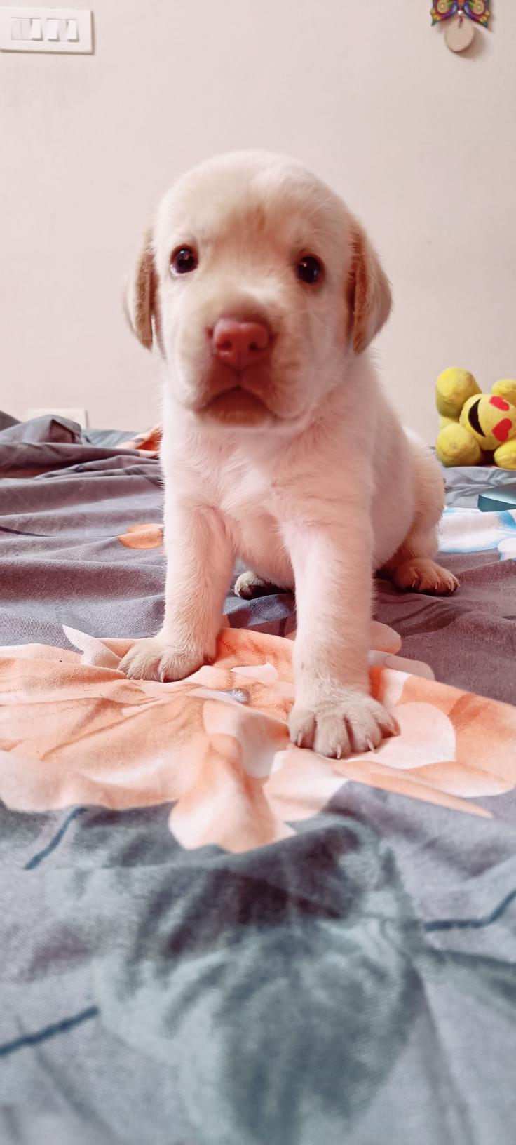 LABRADOR PUPPIES FOR SALE