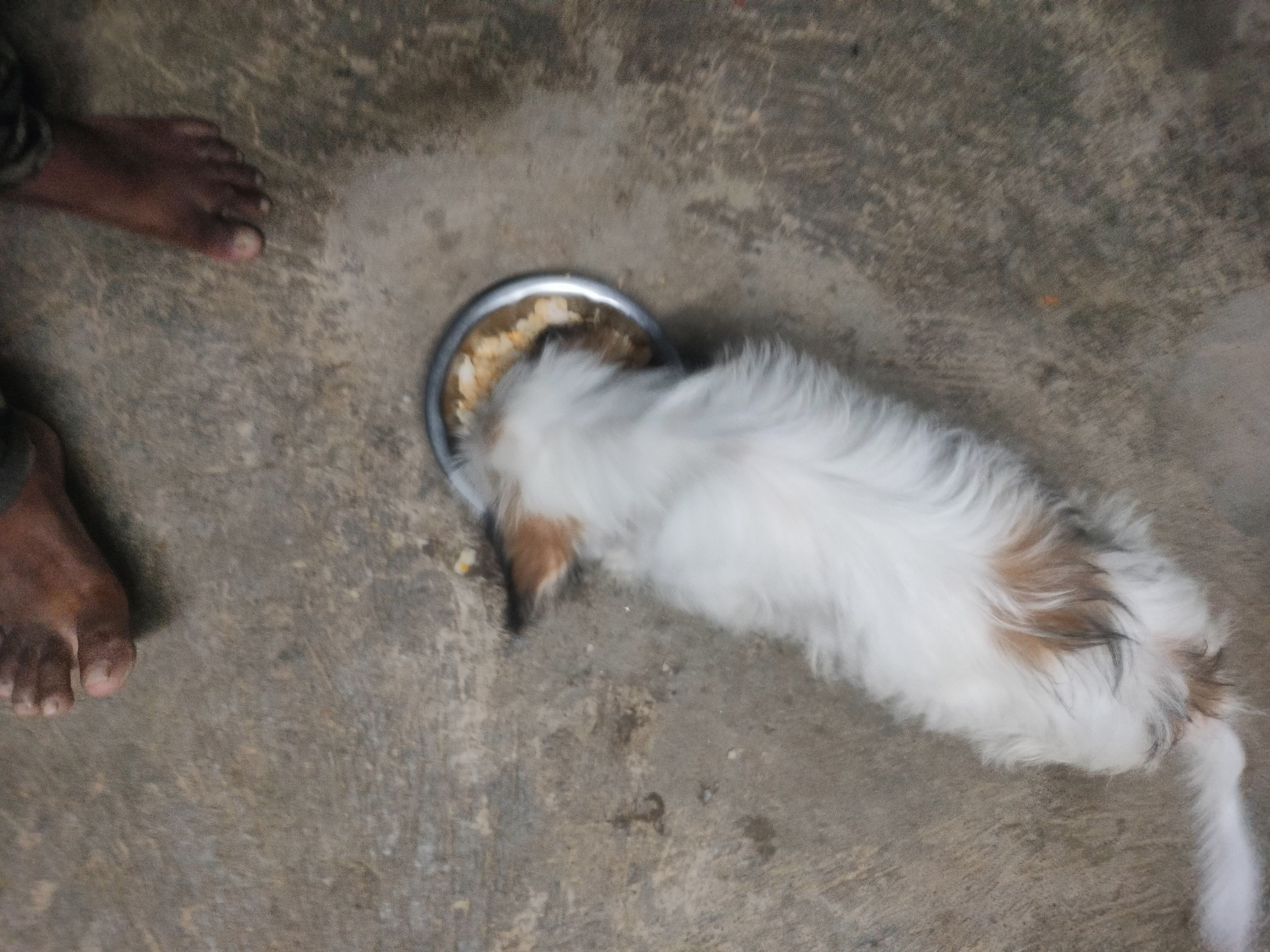 Cyprus poddle puppy 