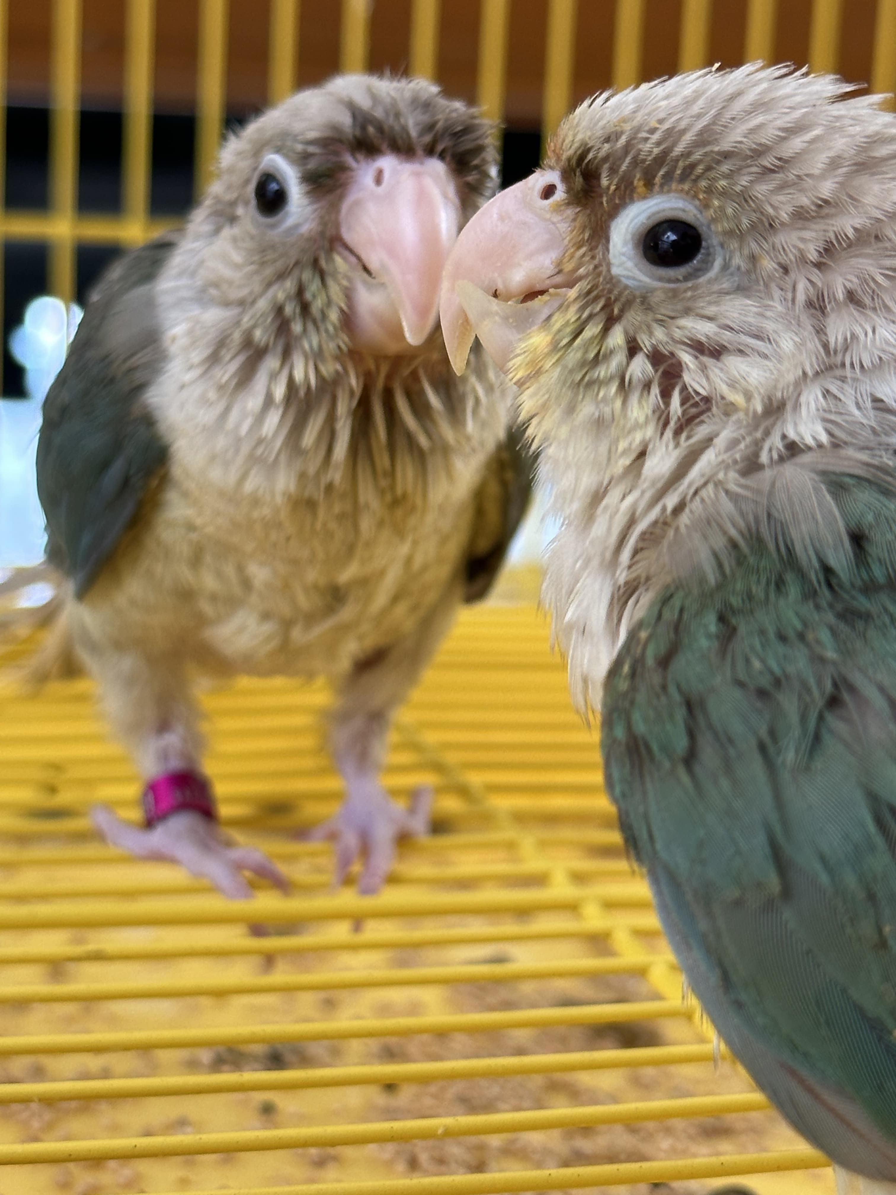 Blue pineapple conure 1 pair hand tarmed chicks 