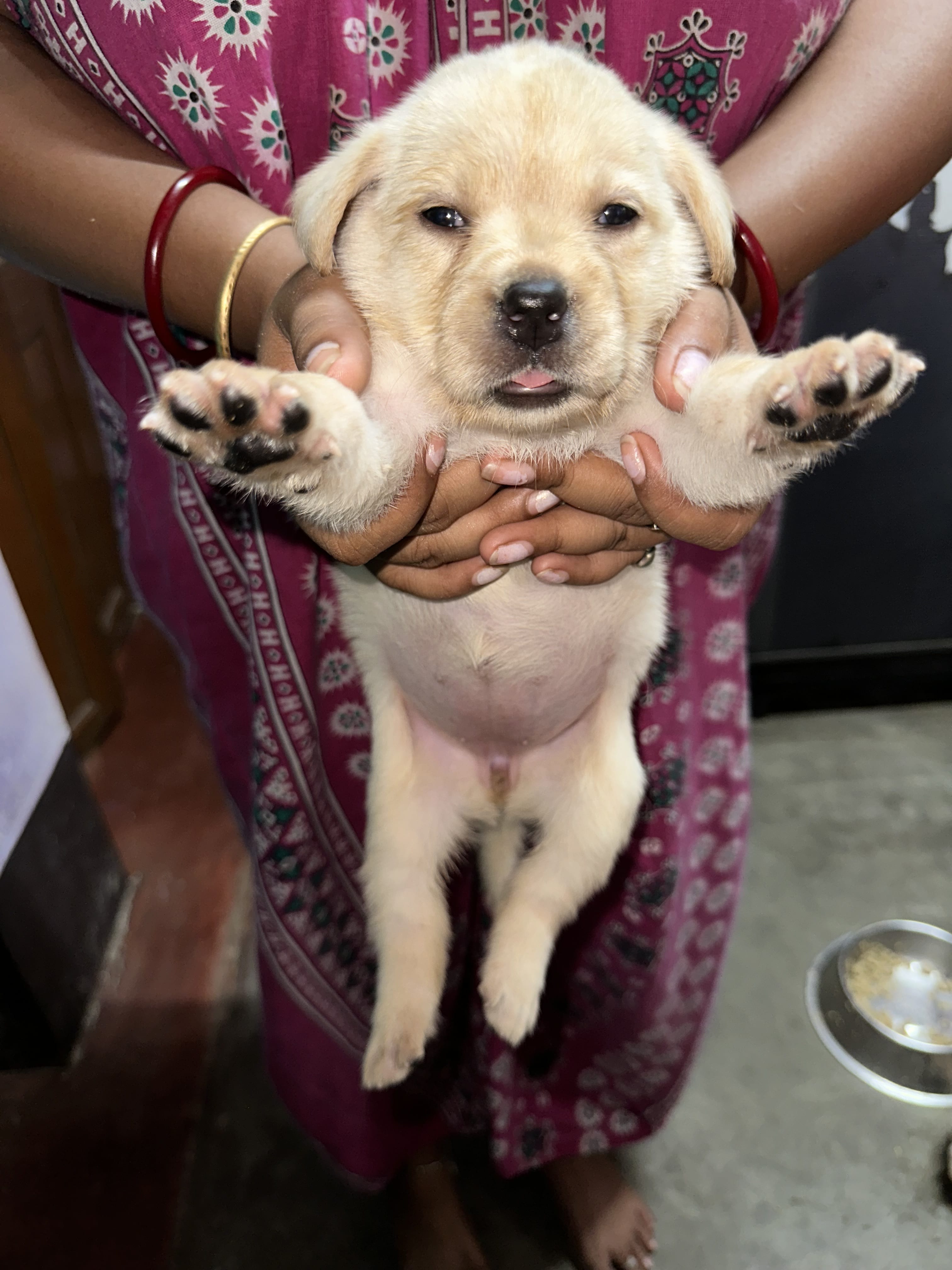 Labrador Retriever