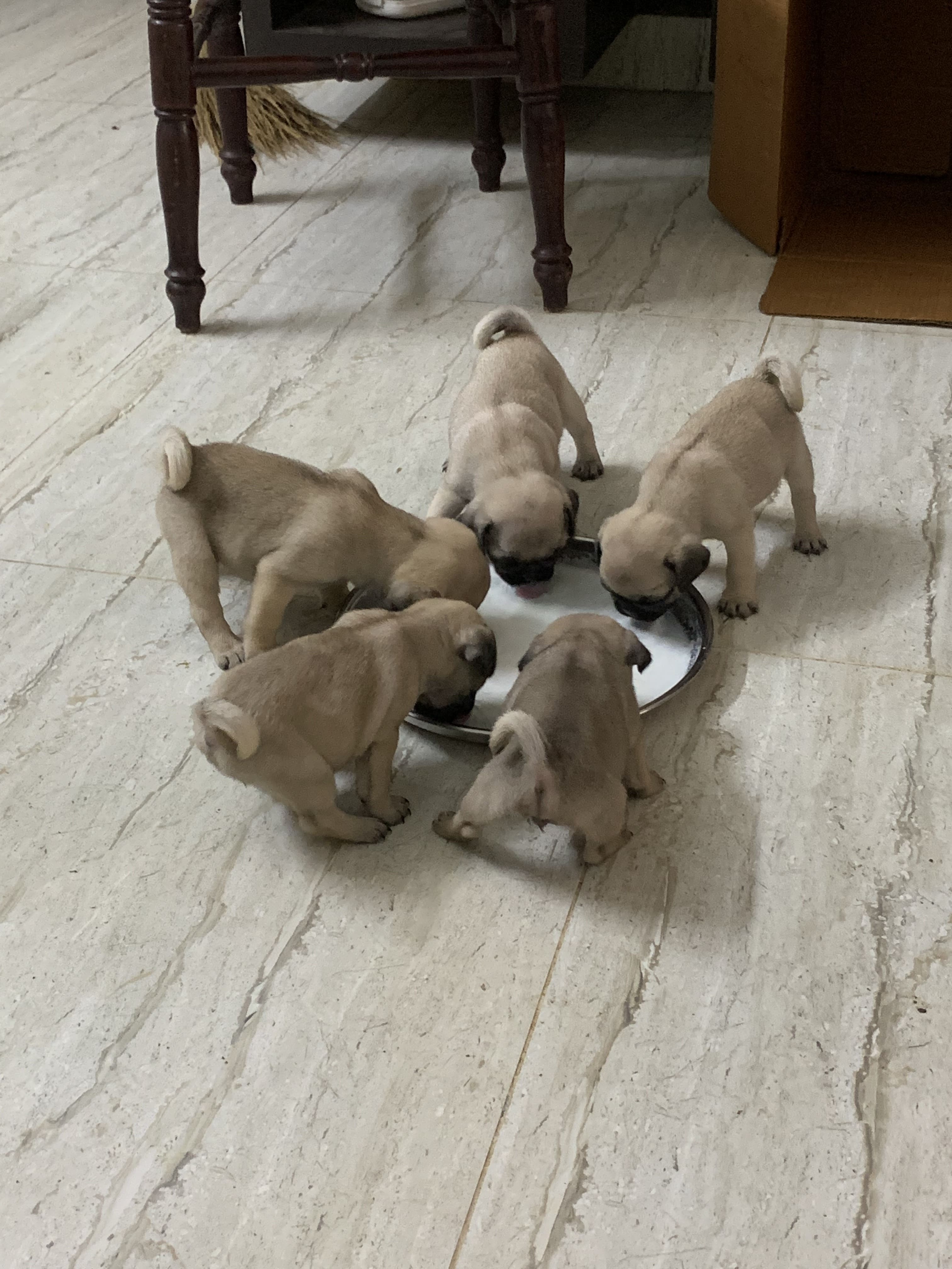 PUG PUPPIES AVAILABLE 