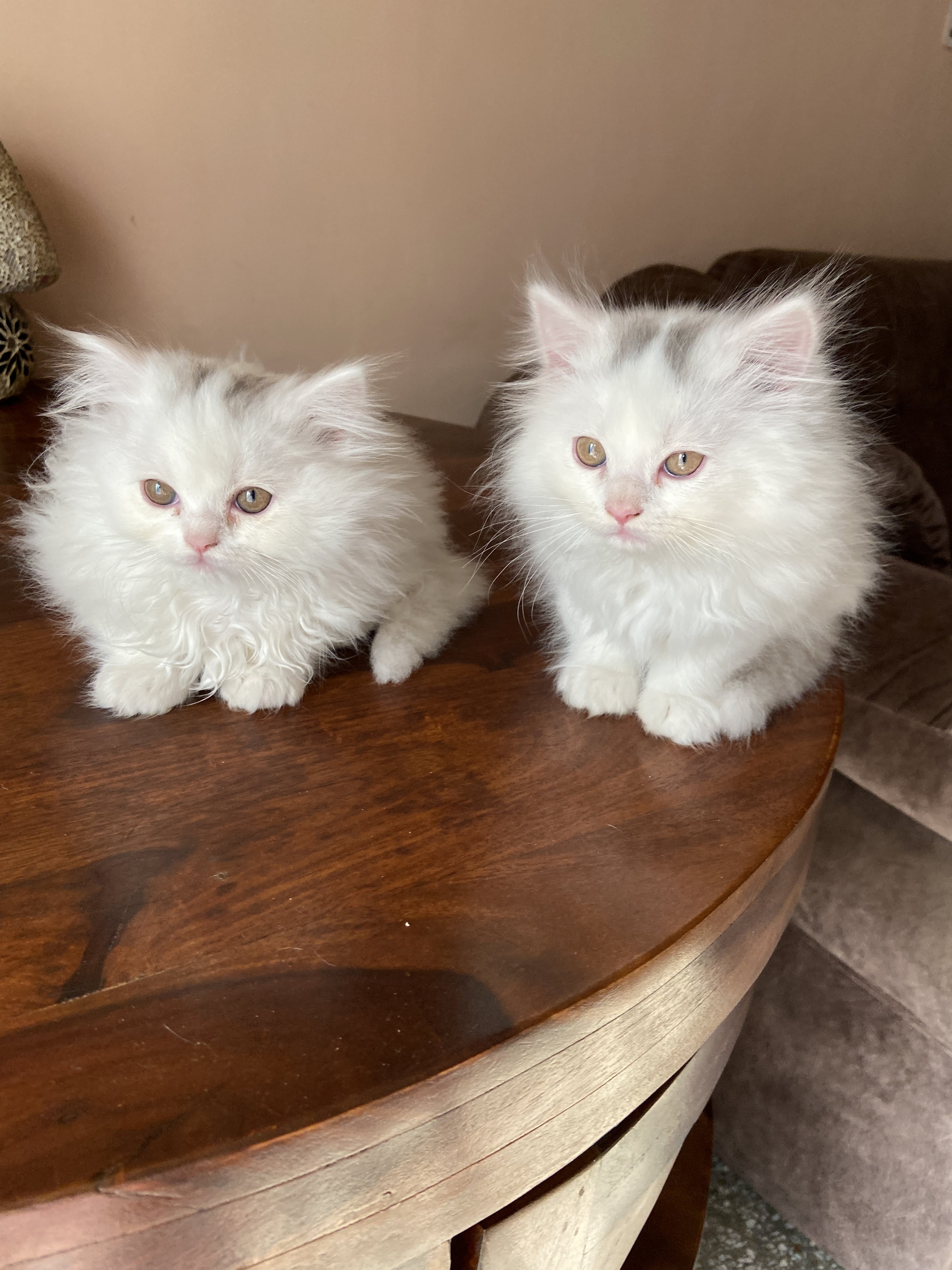A pair of Persian white kittens. New Delhi