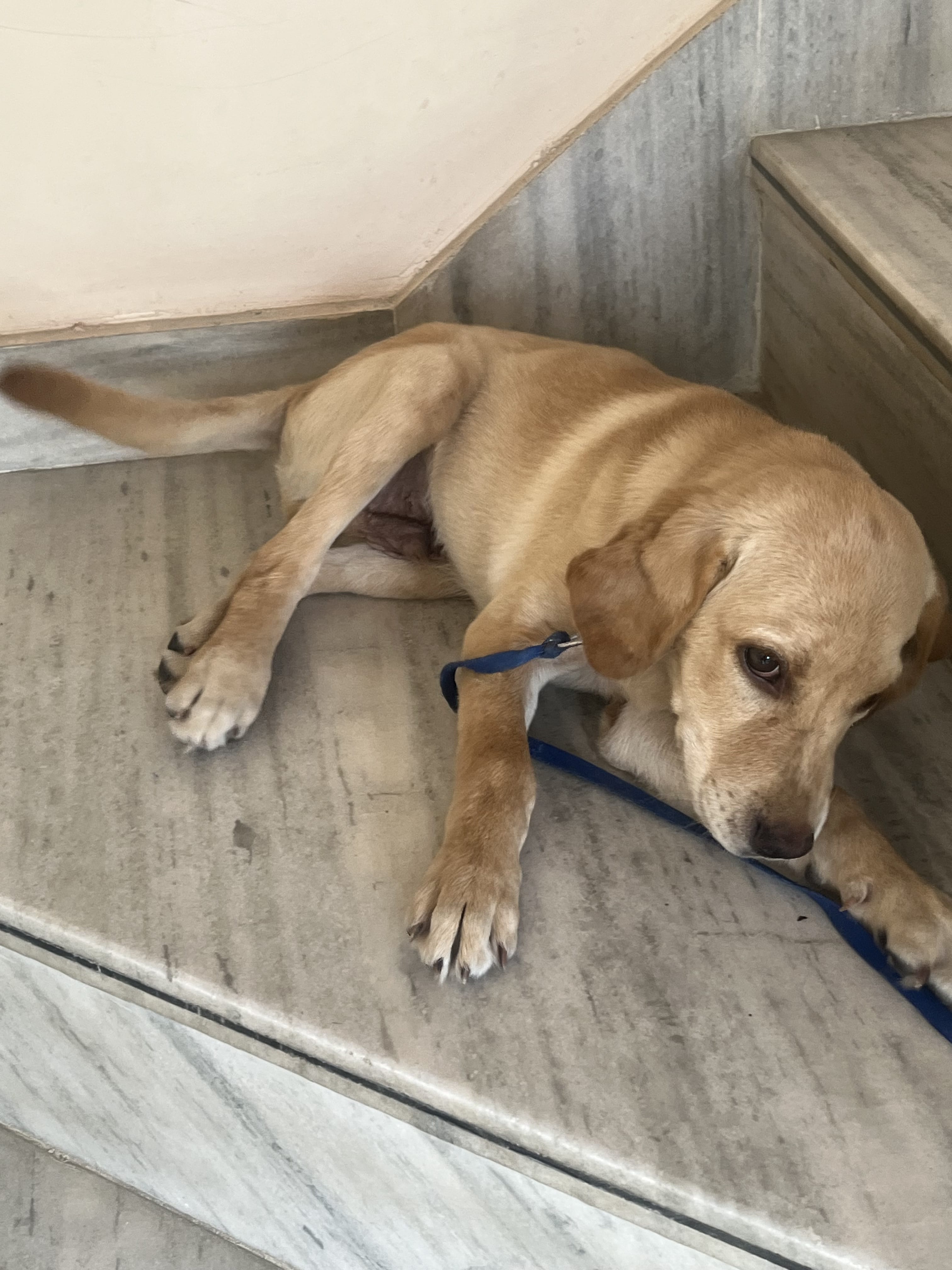 Labra heavy puppy