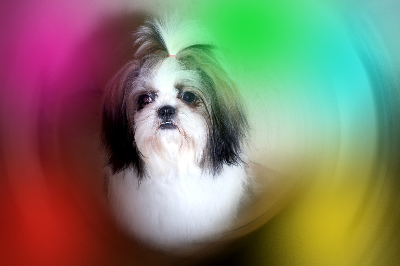 Shih tzu pets for mating we have 4 males for mating