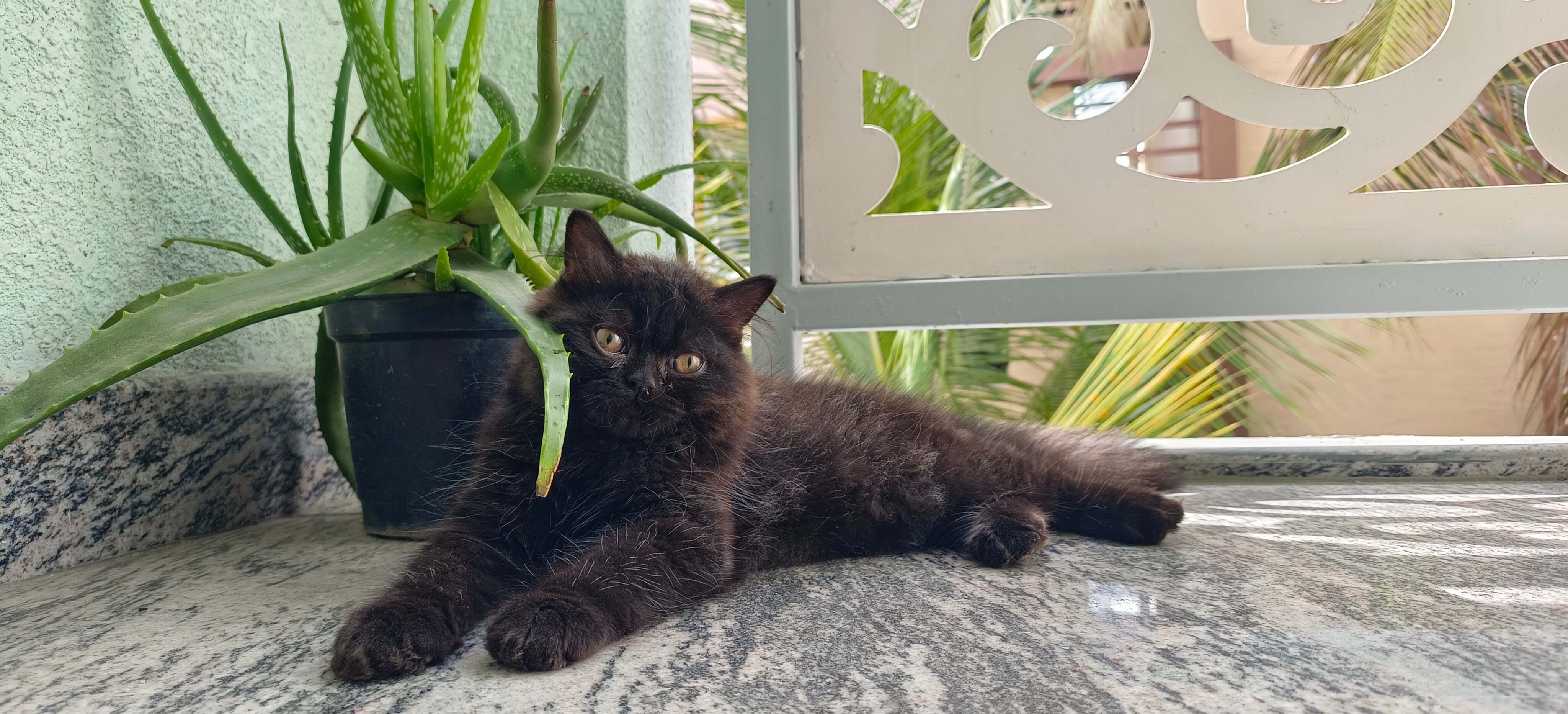Persian black cat 