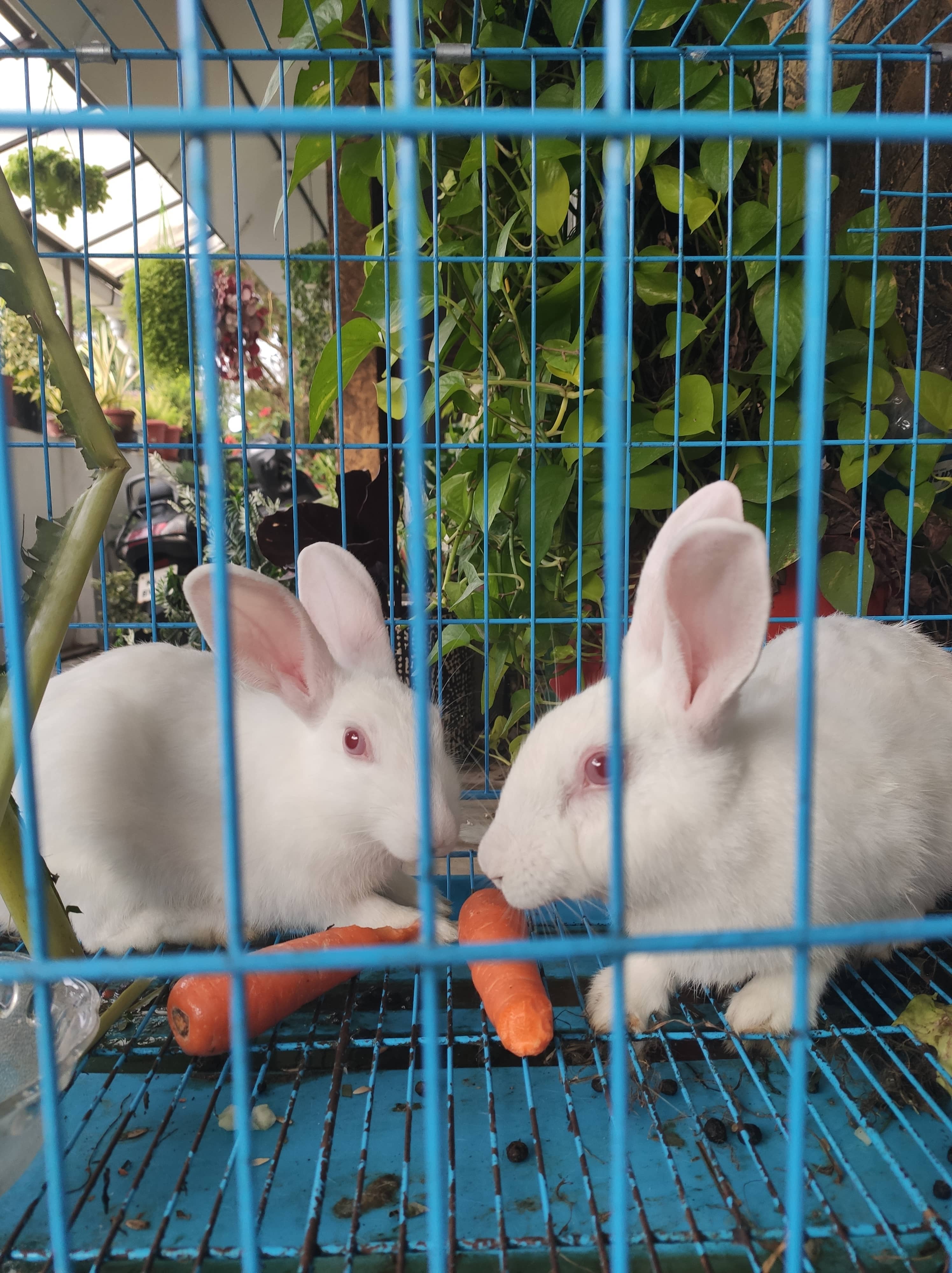 Male & female pure white rabbit with cage