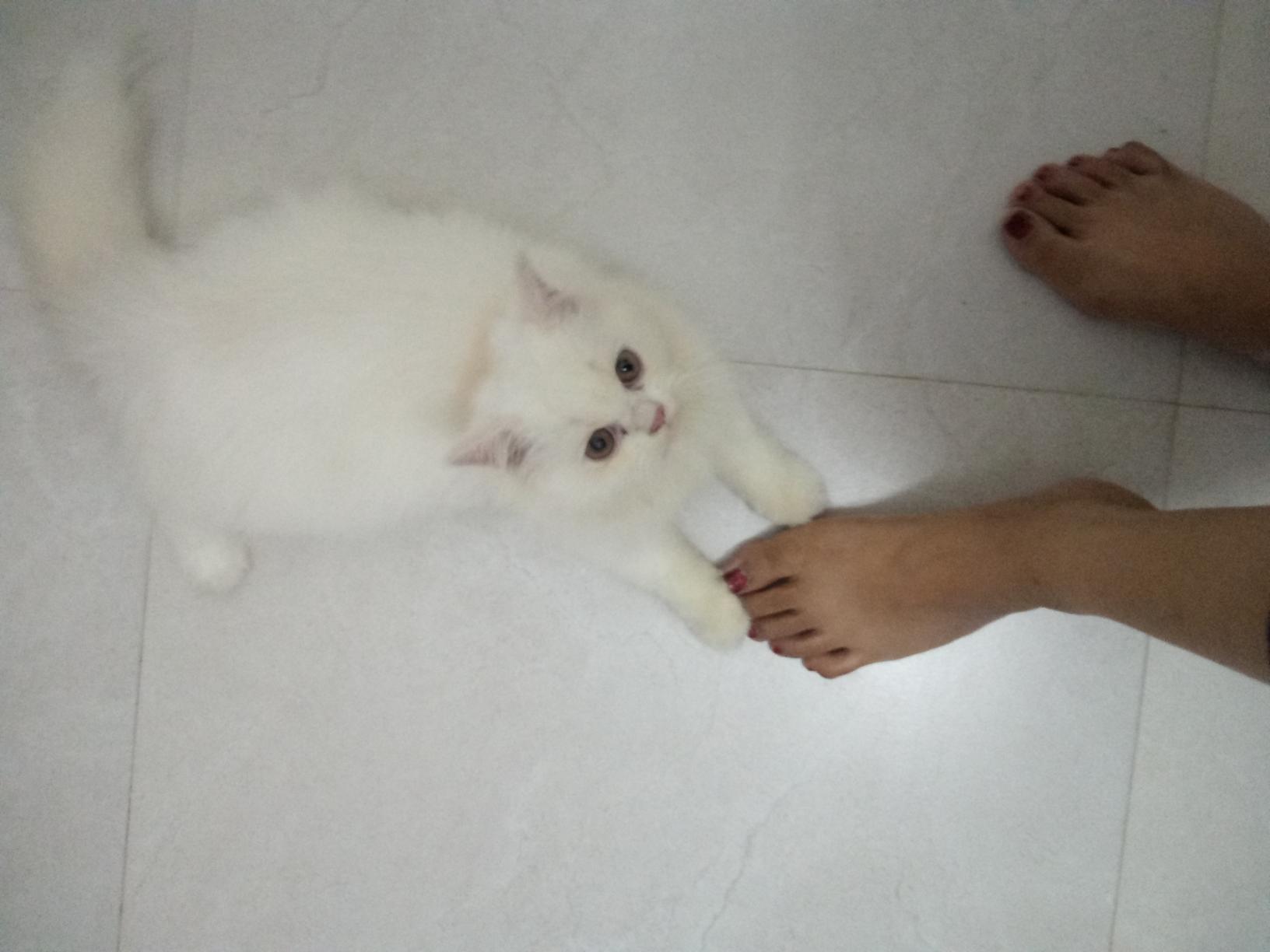 4 months old Male Persian Cat( Semi Punch) for sale.