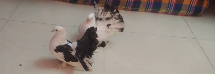 Fantail pigeons for Adoption