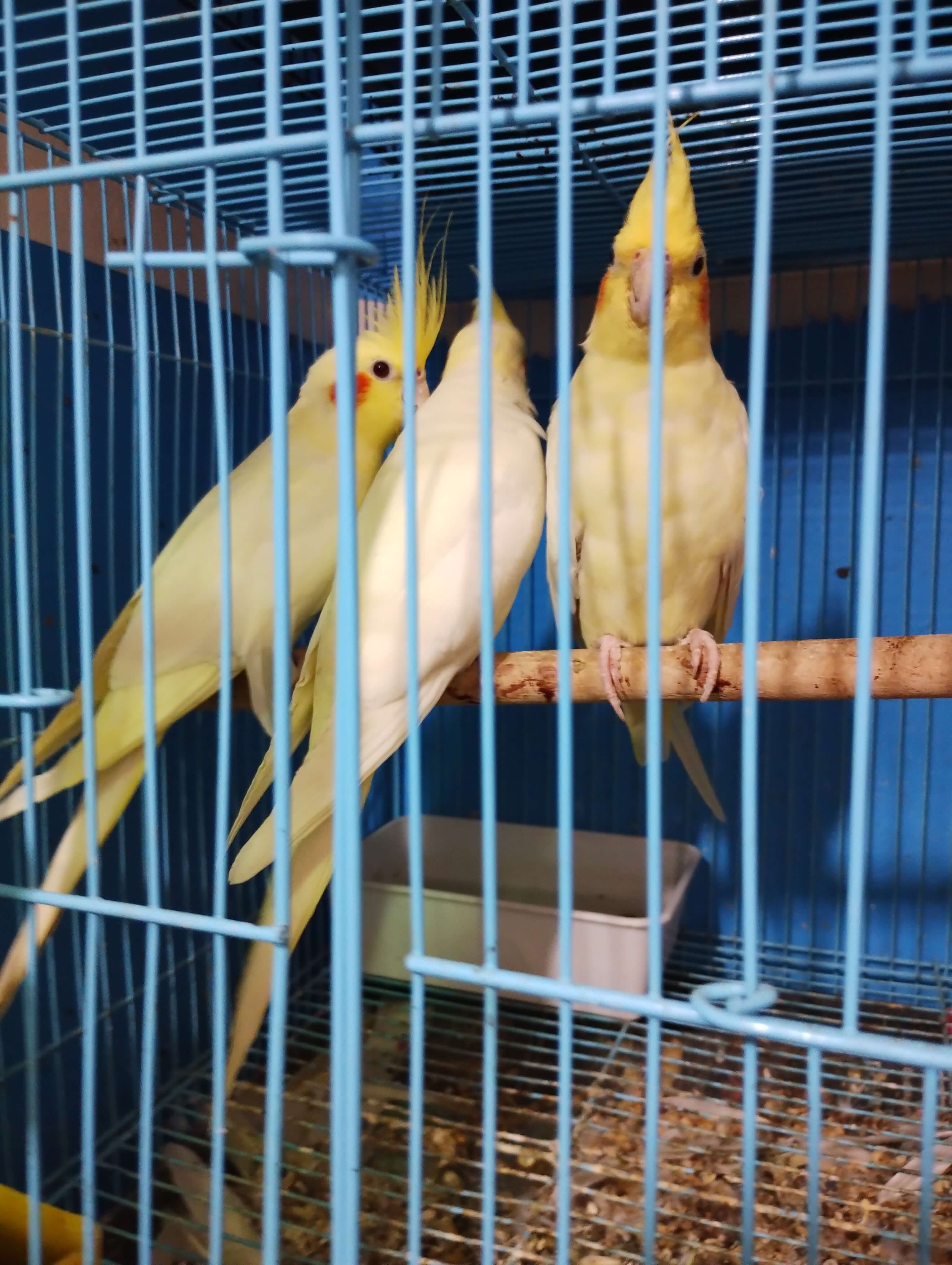Birds for buy and sell in your nearest location at best price Birds for buy and sell in your nearest location at best price