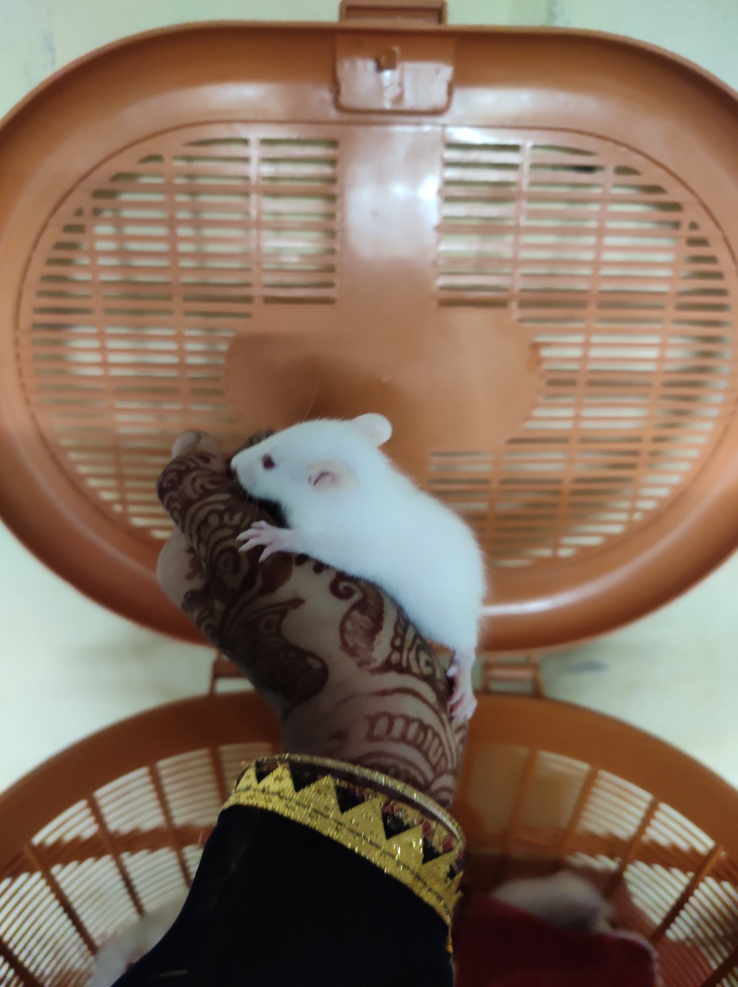 SELLING WHITE MOUSE 