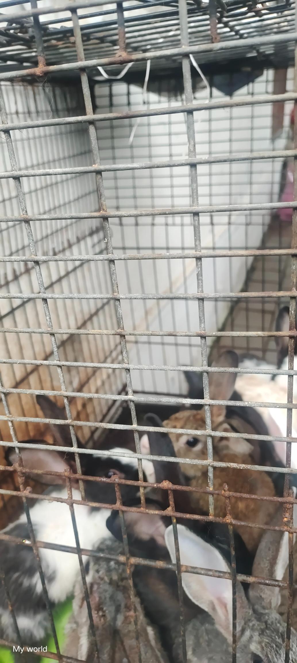 Rabbits for sale