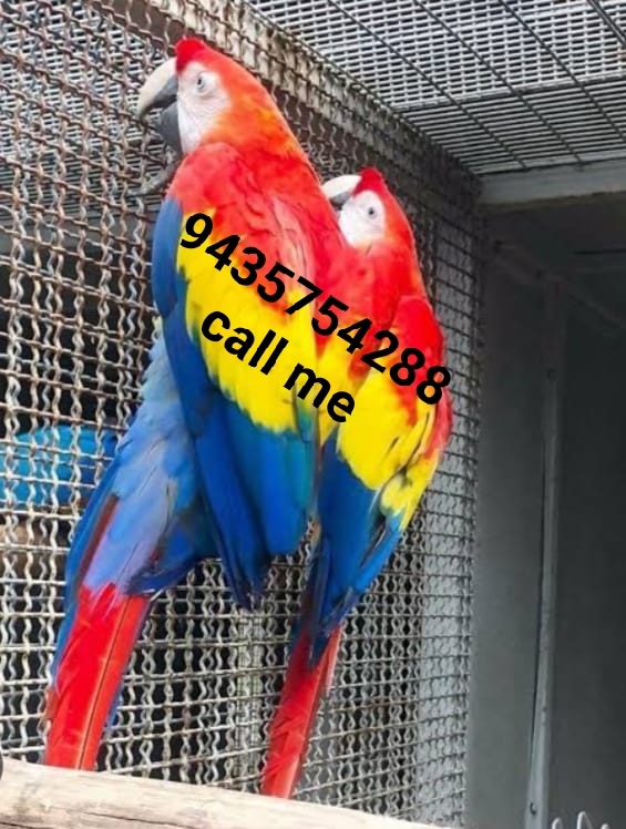 Parrot shop