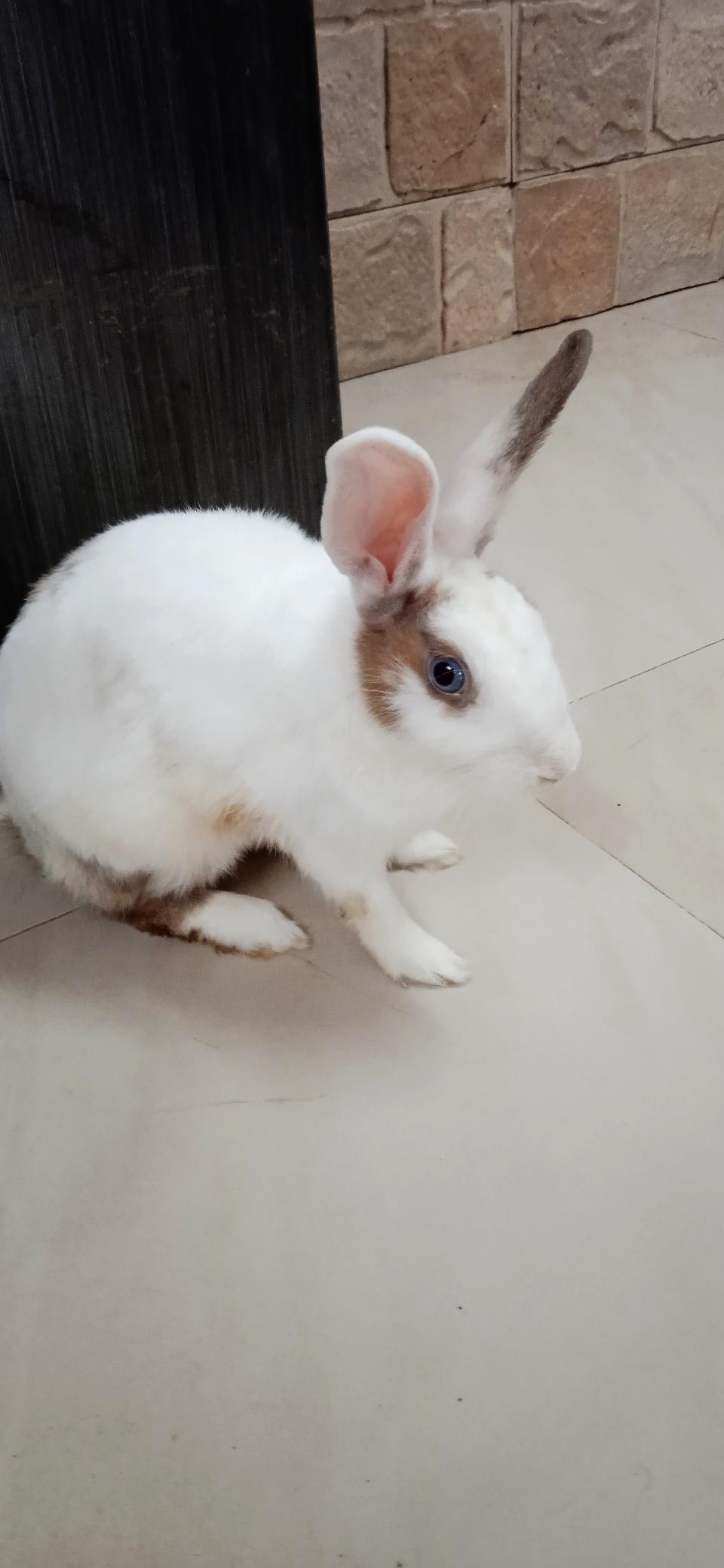 Dutch breed Rabbit for sell ( white & brown color) 