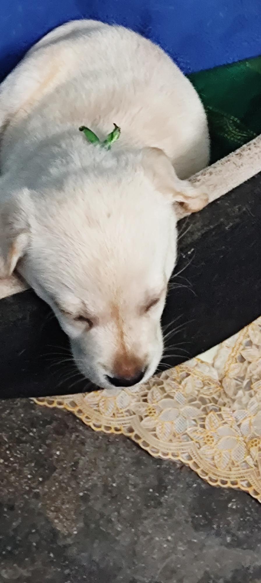 Labrador puppies