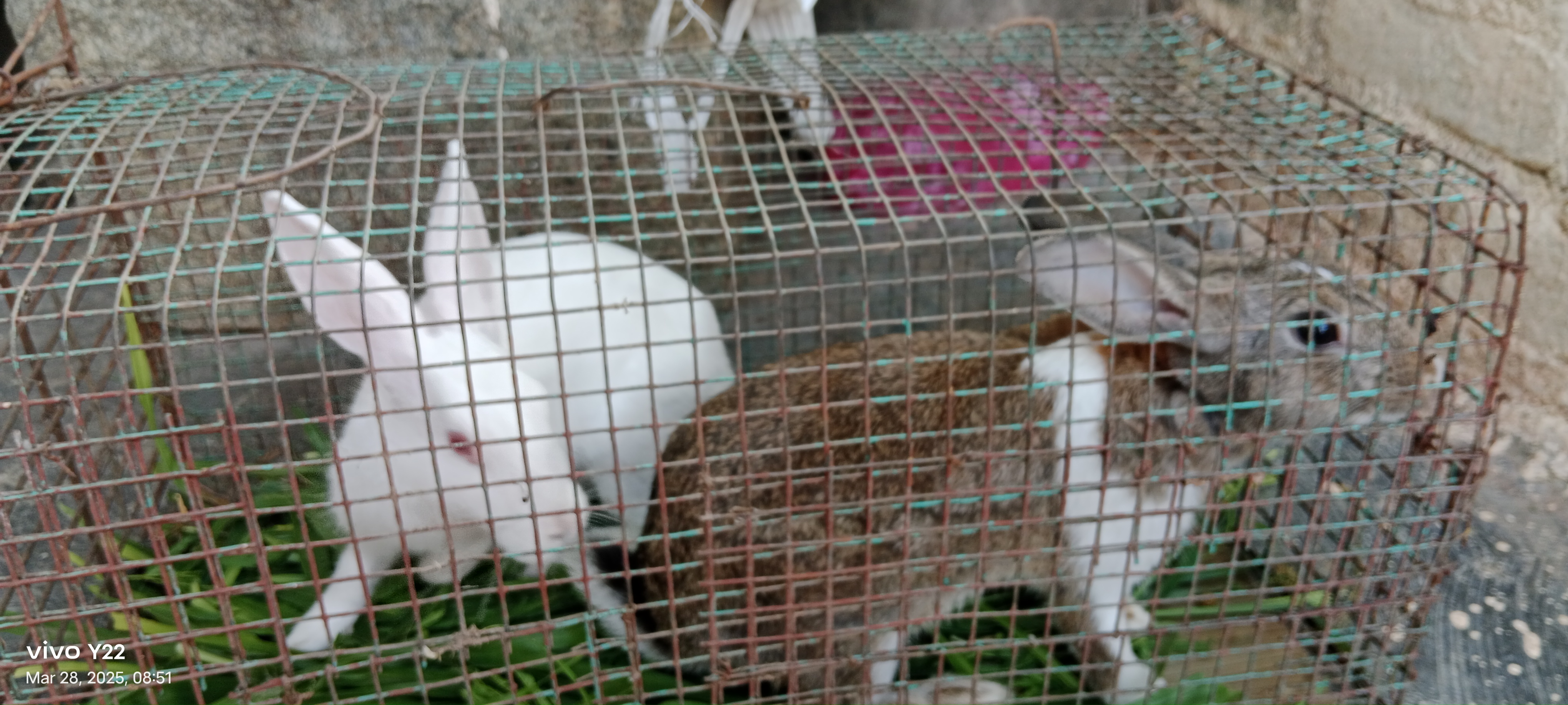 Rabbits for sale 