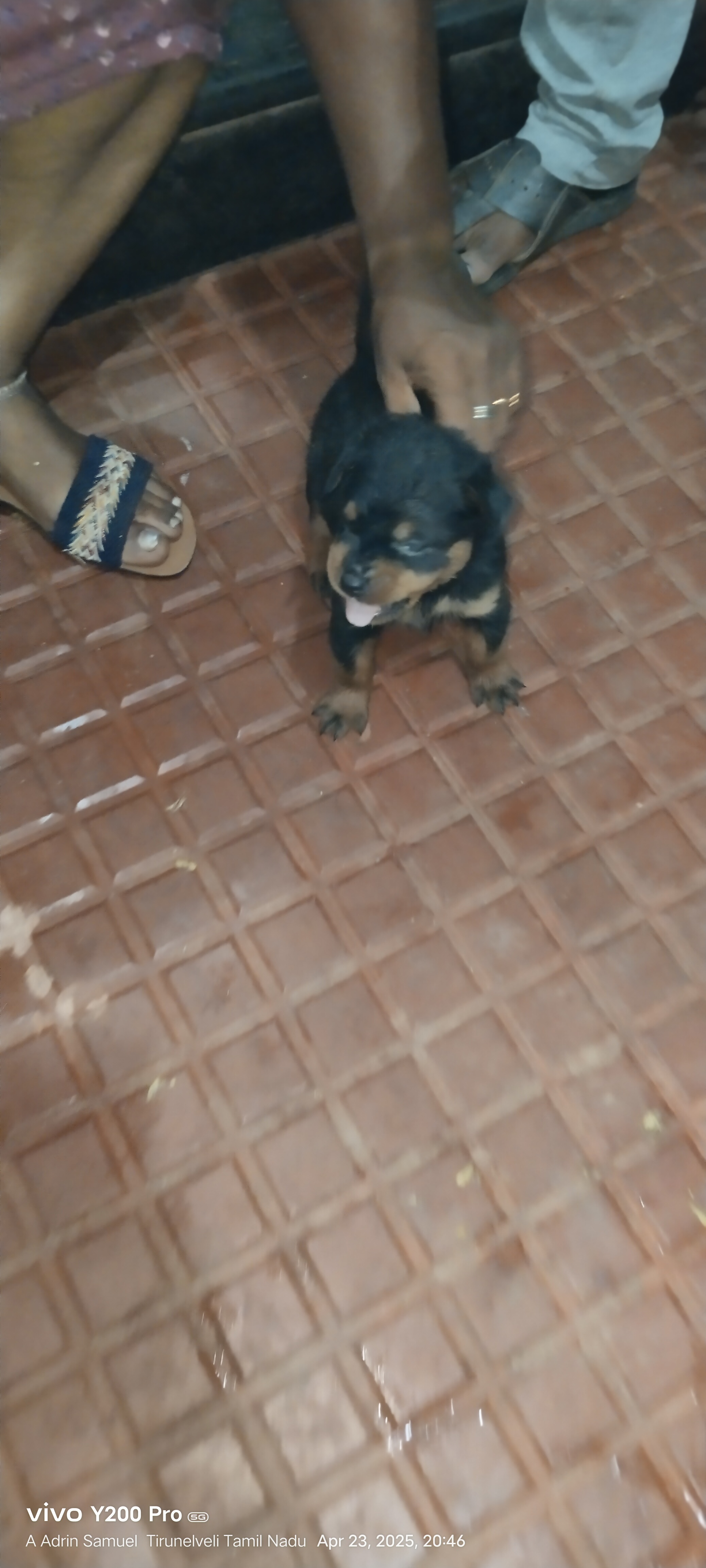 Rodwheiler puppies 