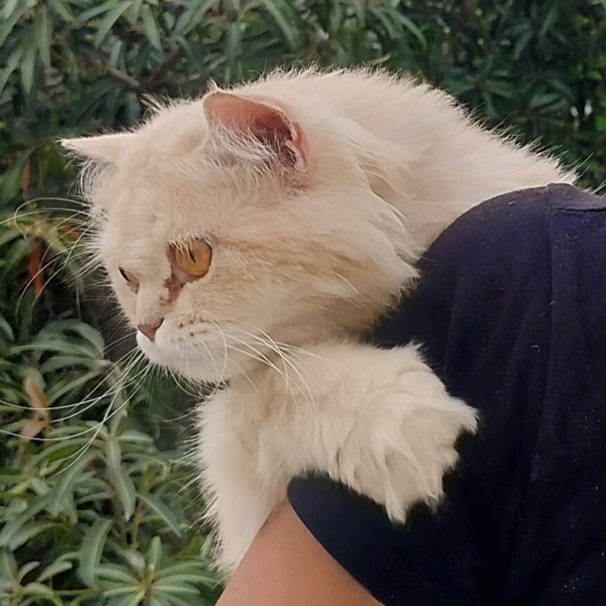 Persian cat