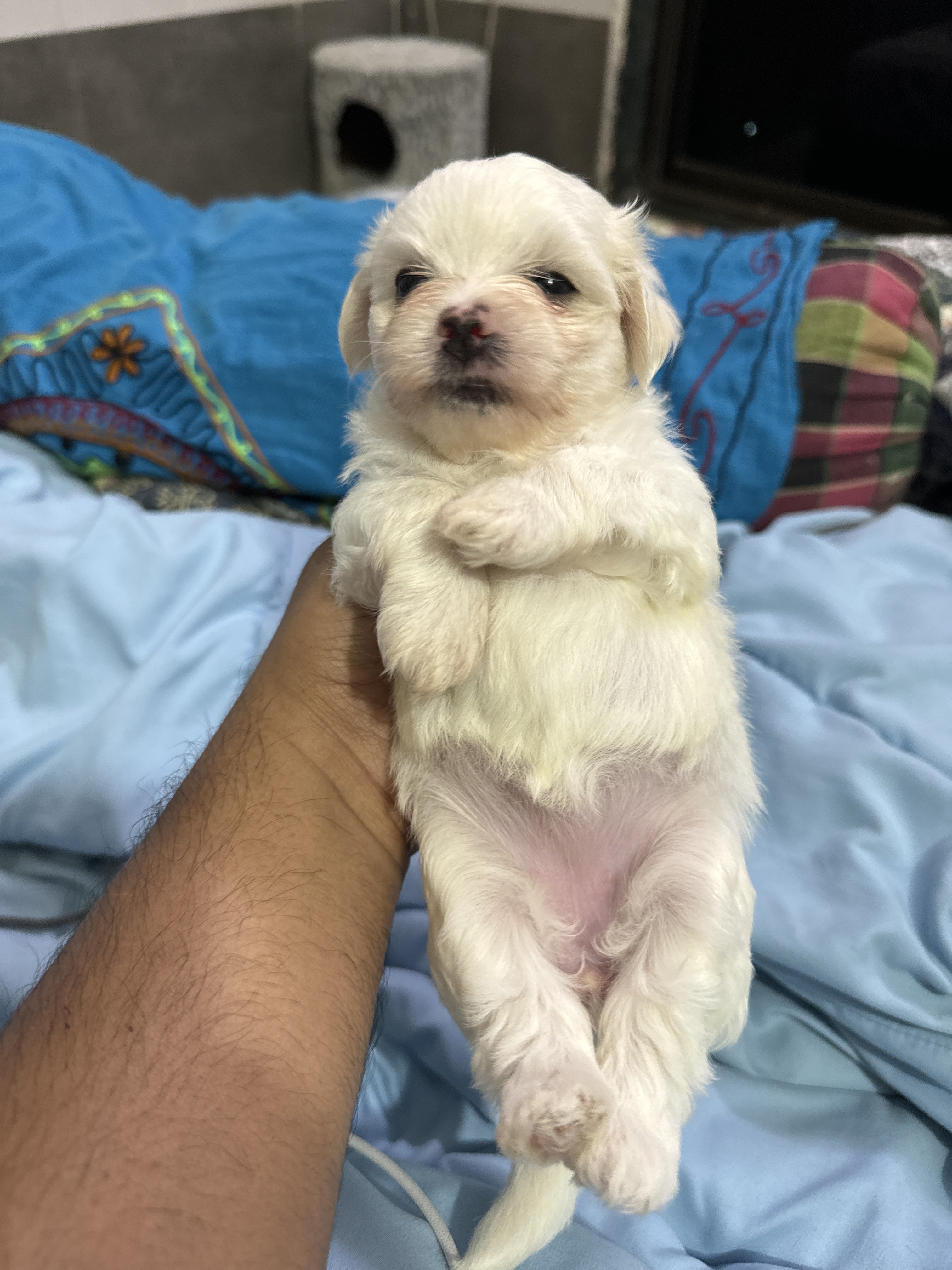 Maltese puppy for sale