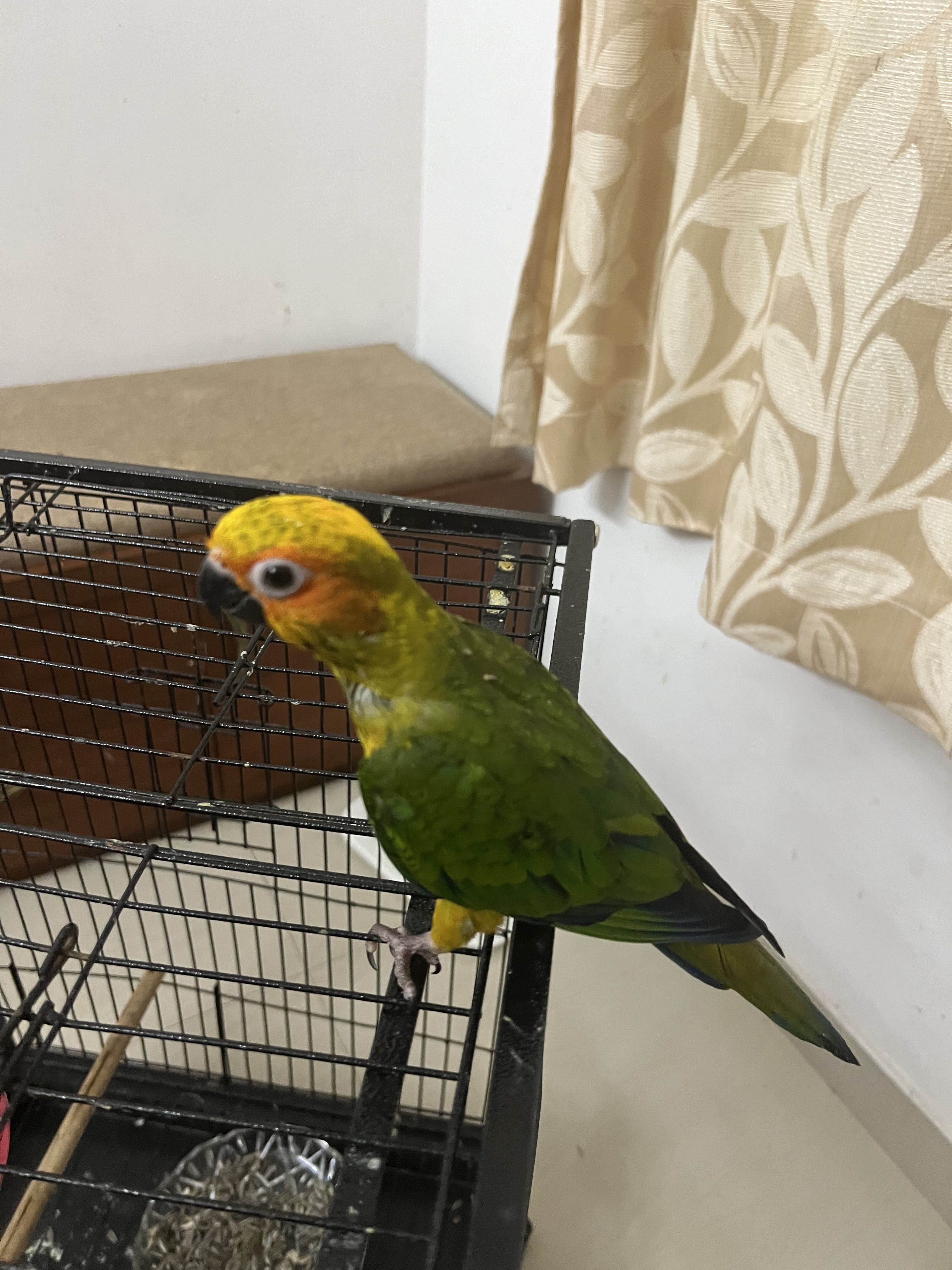 Sun conure for sale