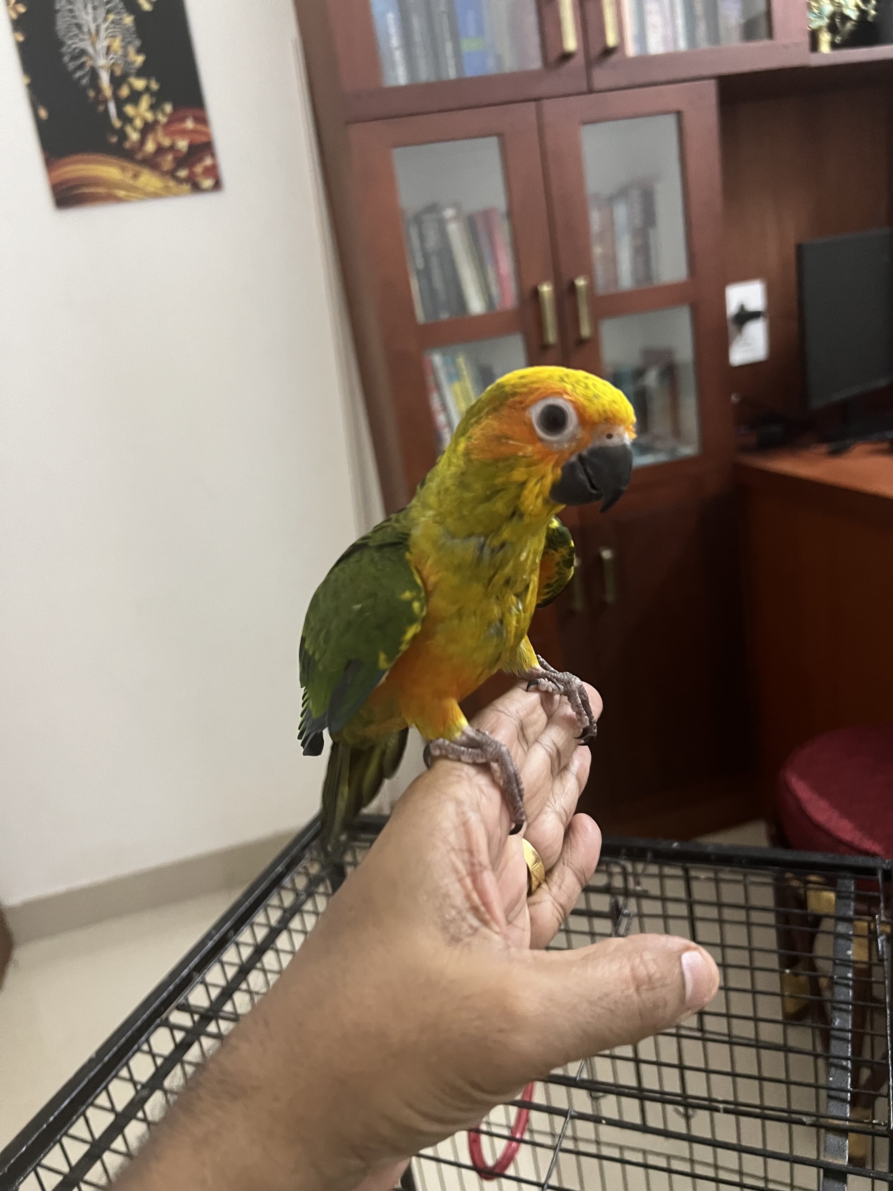Sun conure for sale