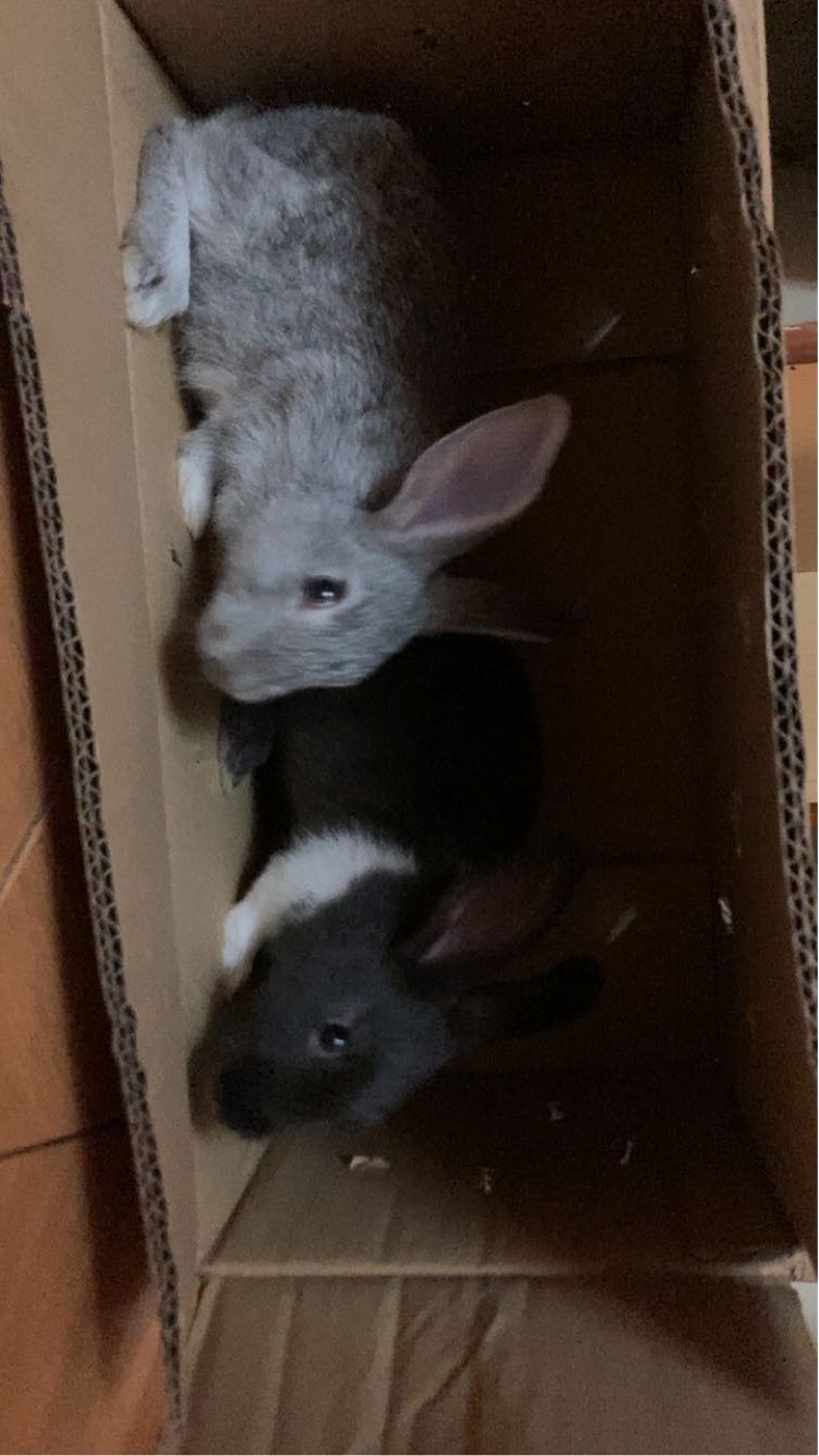 2 rabbits for sale 