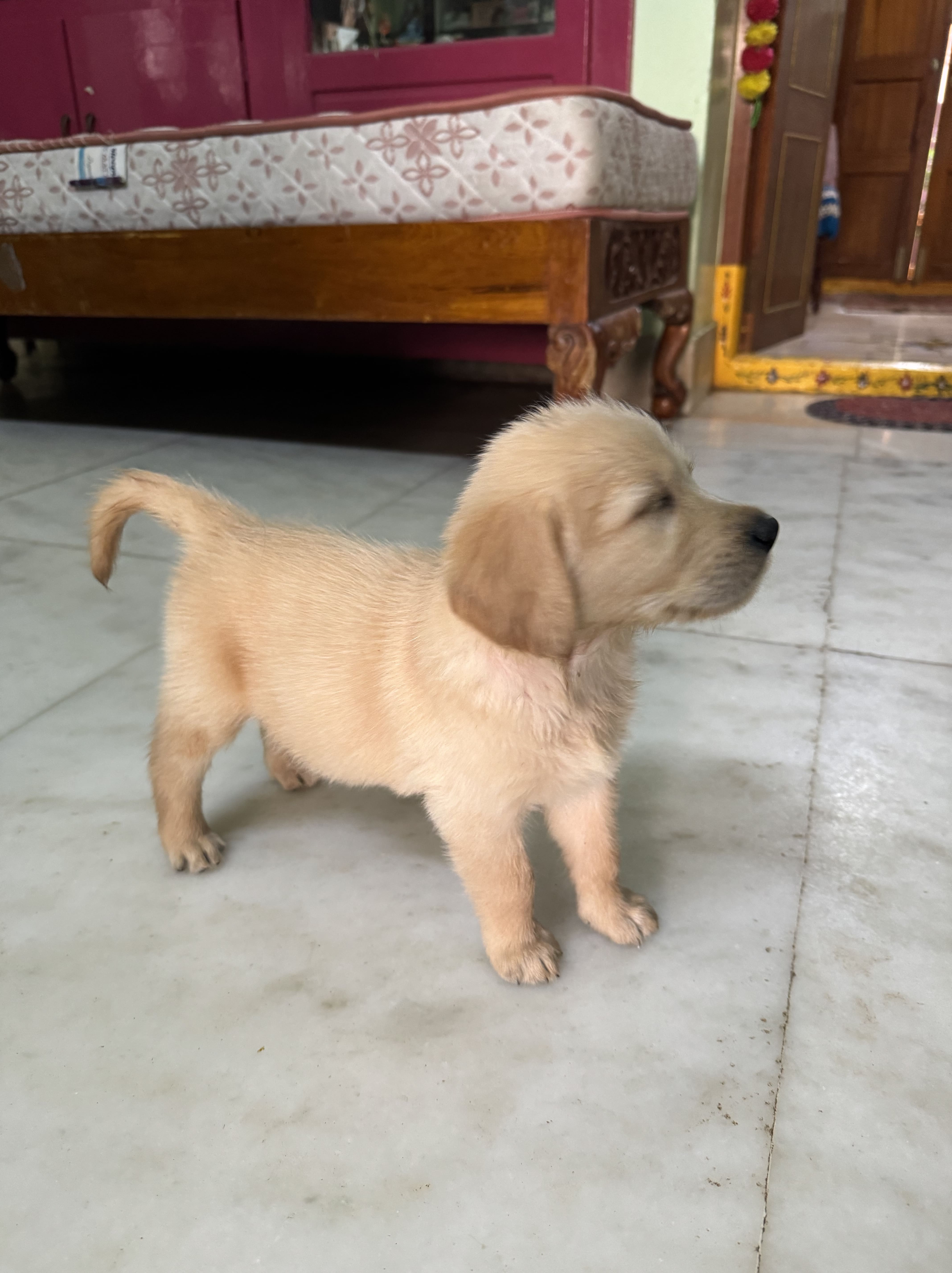 Golden retriever 