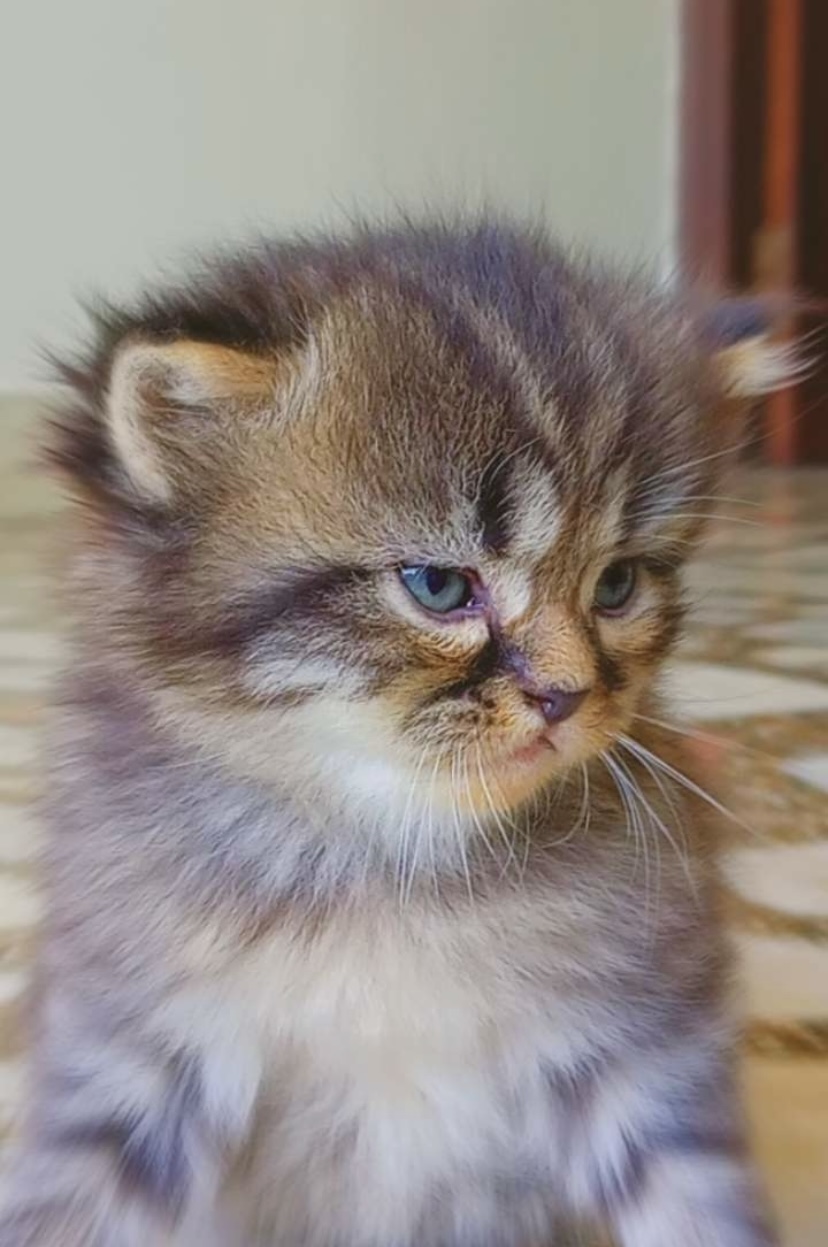 Cute kittens for sale