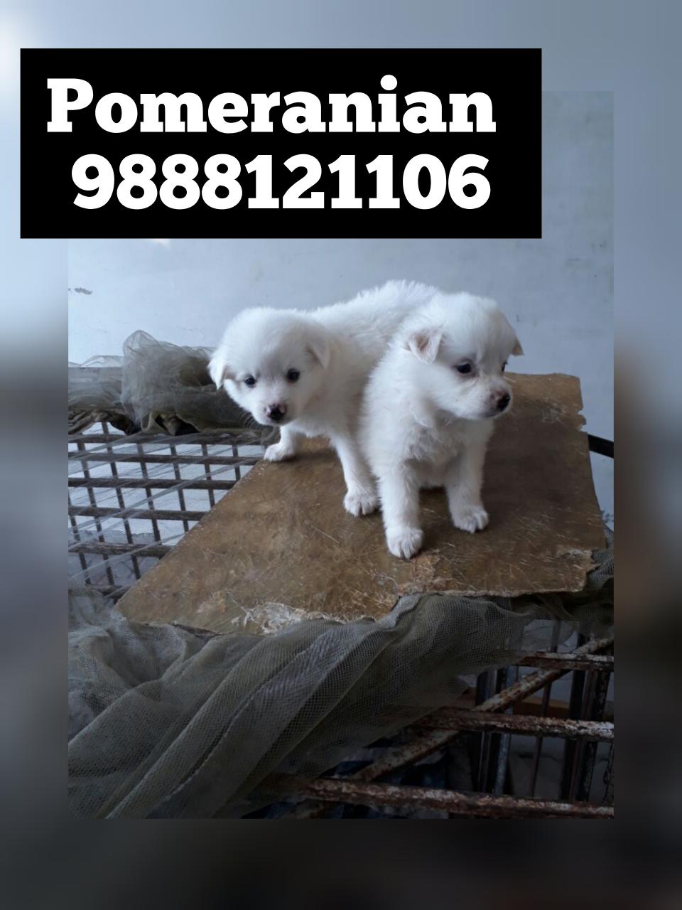 Pomeranian puppy available call 9888121106 pure breed top quality 