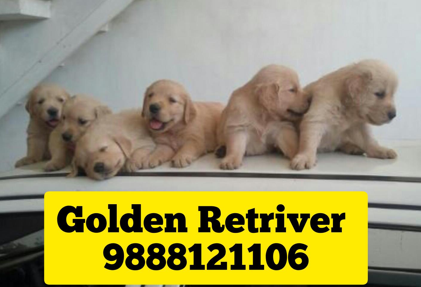 Golden Retriver puppy available call 9888121106