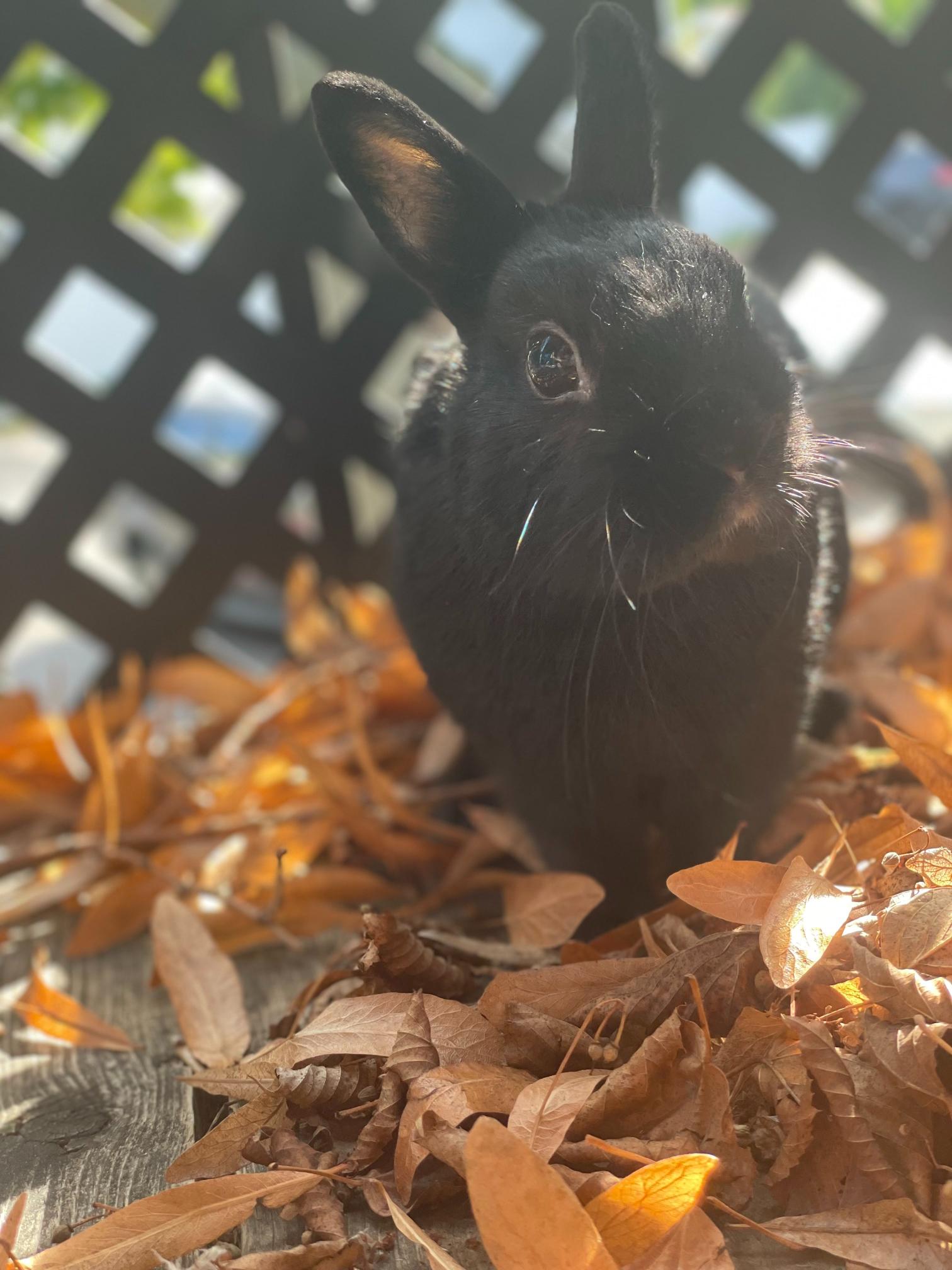 Polish Rabbit - 7 year old male $10