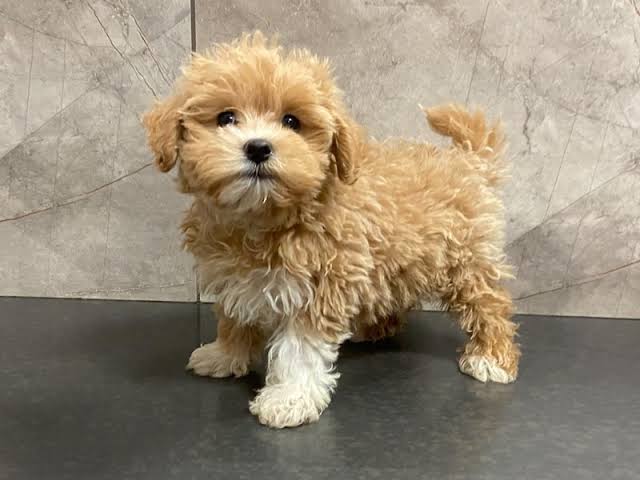 Maltipoo puppies for sale in Mumbai - Breed n Breeder 