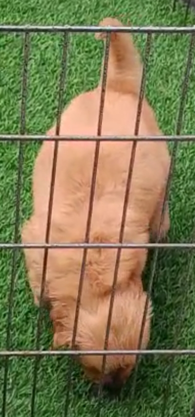Golden Retriever Male and female available in Delhi Gurgaon Noida location 8570830887