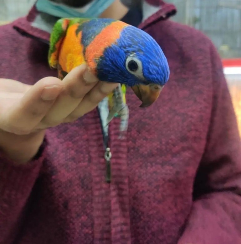 Fully tamed red collar lorikeet 
