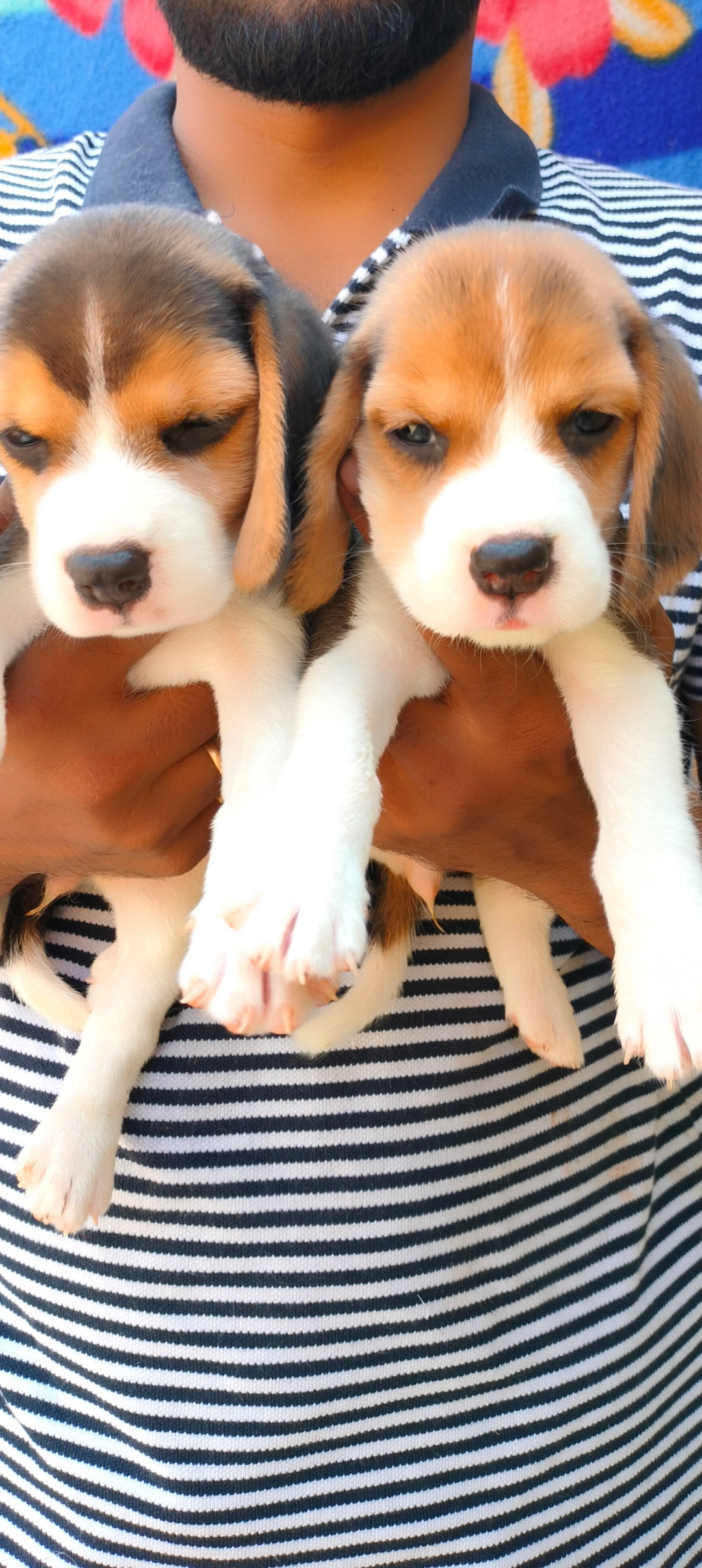 Beagle puppies available 