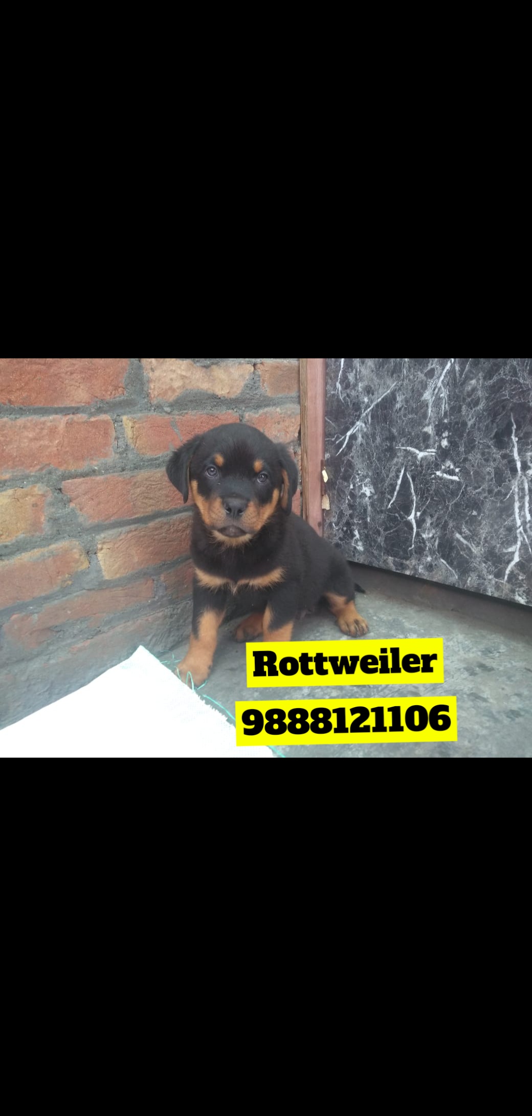 Rottweiler puppy price jalandhar dog price punjab call 9888121106