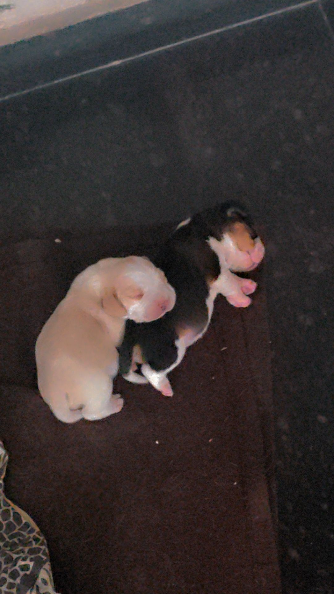 5 male beagle puppies available for sale 