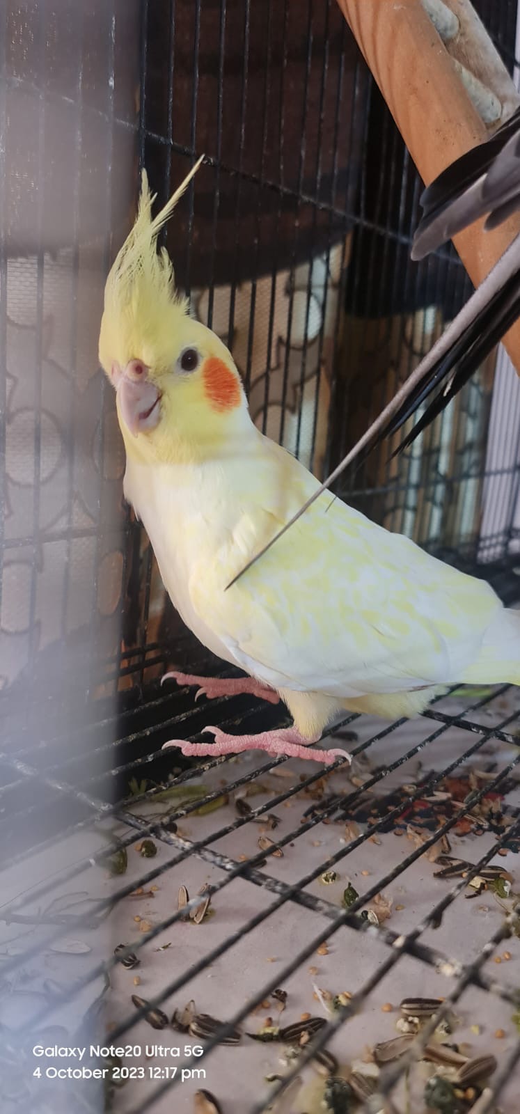 Cockatiels 