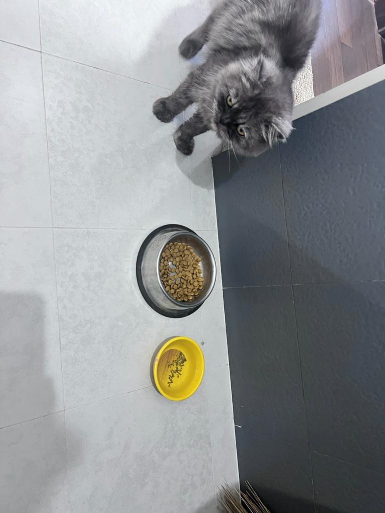 Semi Persian cat