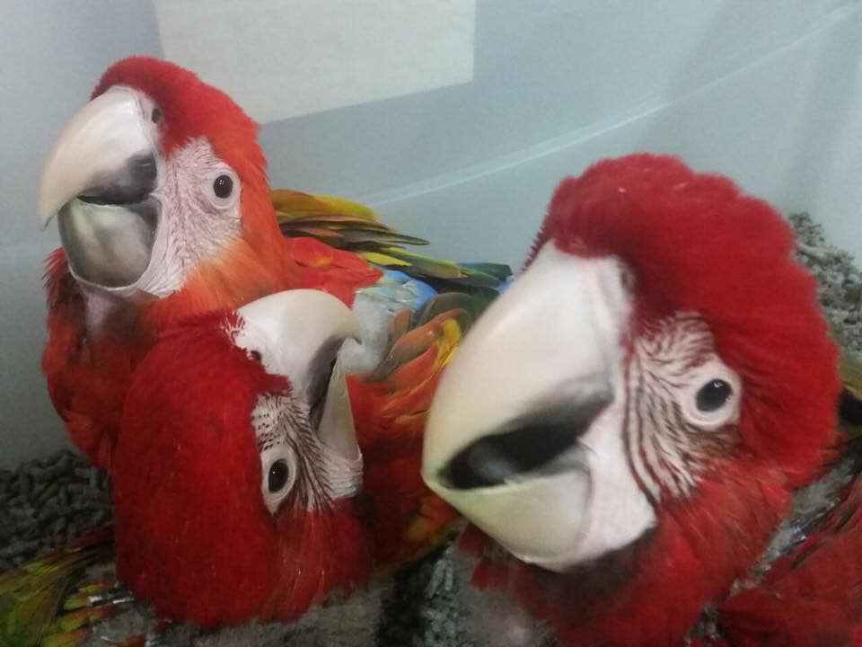 Ara macao Scarlet macaws parrots for sale @India whats app +447361628210