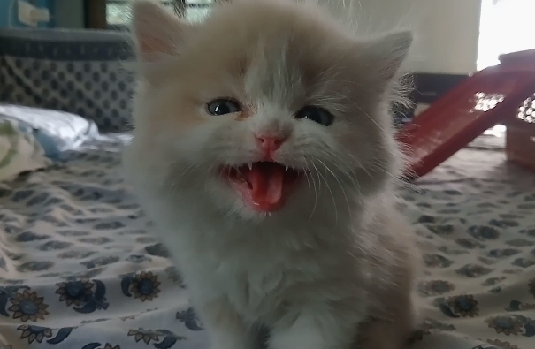 Persian doll face kitten 