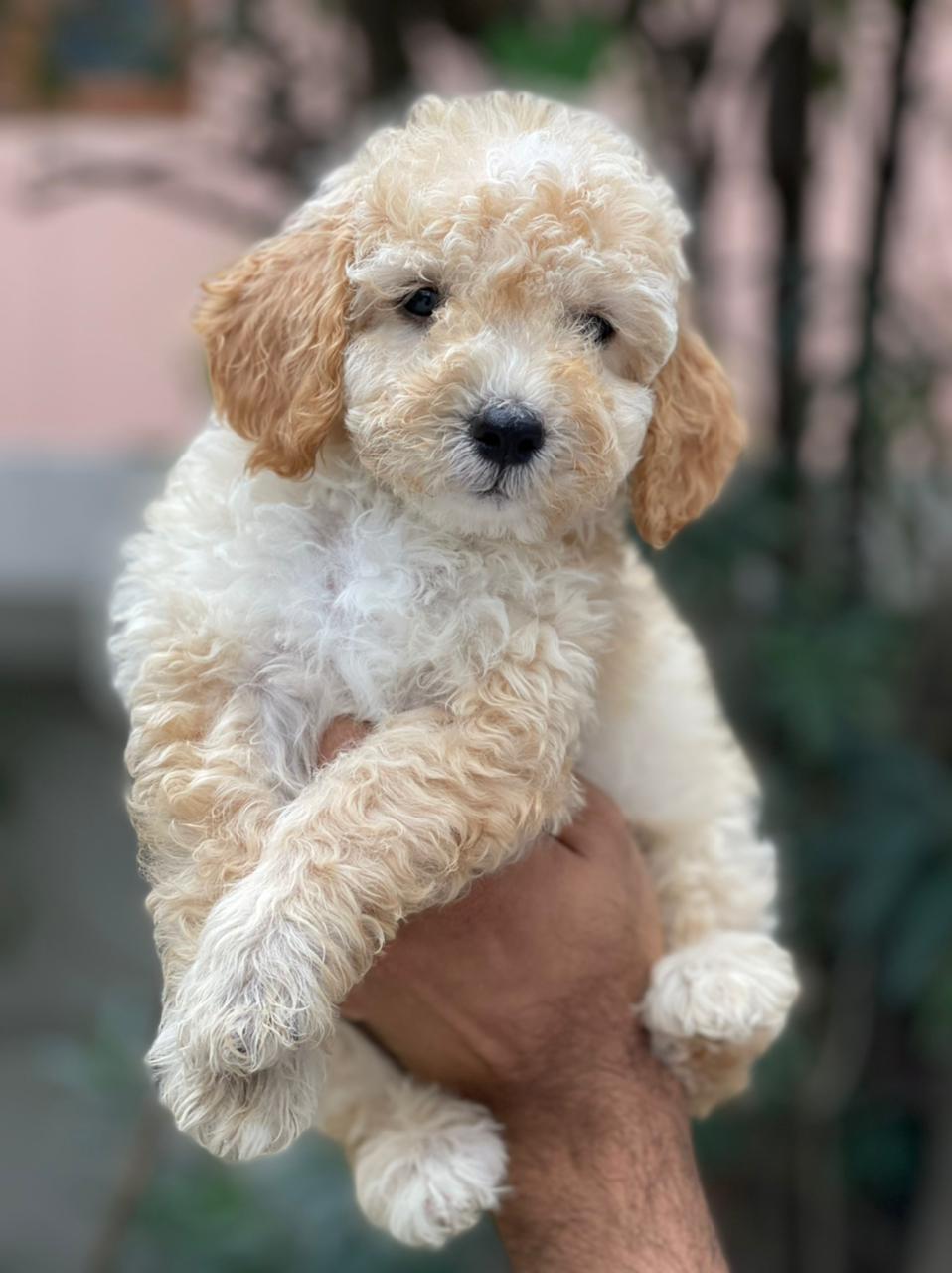 Buy and sell Maltipoo dogs and puppies online in Mumbai - Breed n Breeder