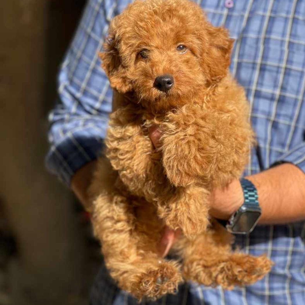 Breed n Breeder- Buy health-certified poodle puppies in Mumbai for the best prices