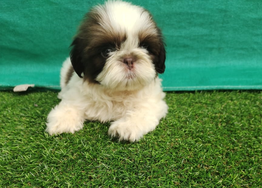 Breed n Breeder is an online Pet shop for Shih Tzu Dogs in Mumbai