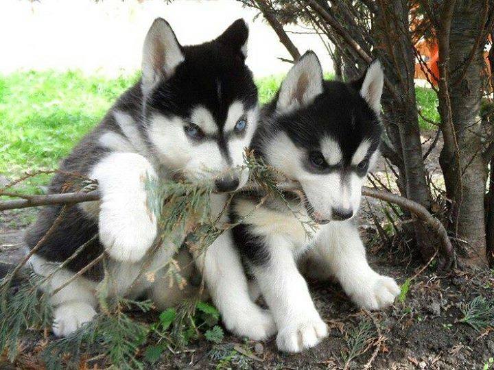 Male and Female Siberian Husky Puppies Ready Now