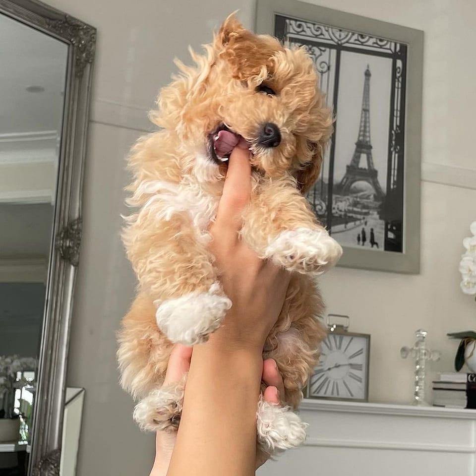 Toy Poodle puppies for sale in Mumbai at the best price - Breed n Breeder