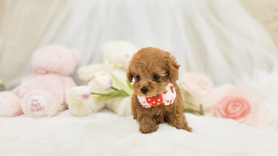 Poodle puppy available for sale in Mumbai - Breed n Breeder